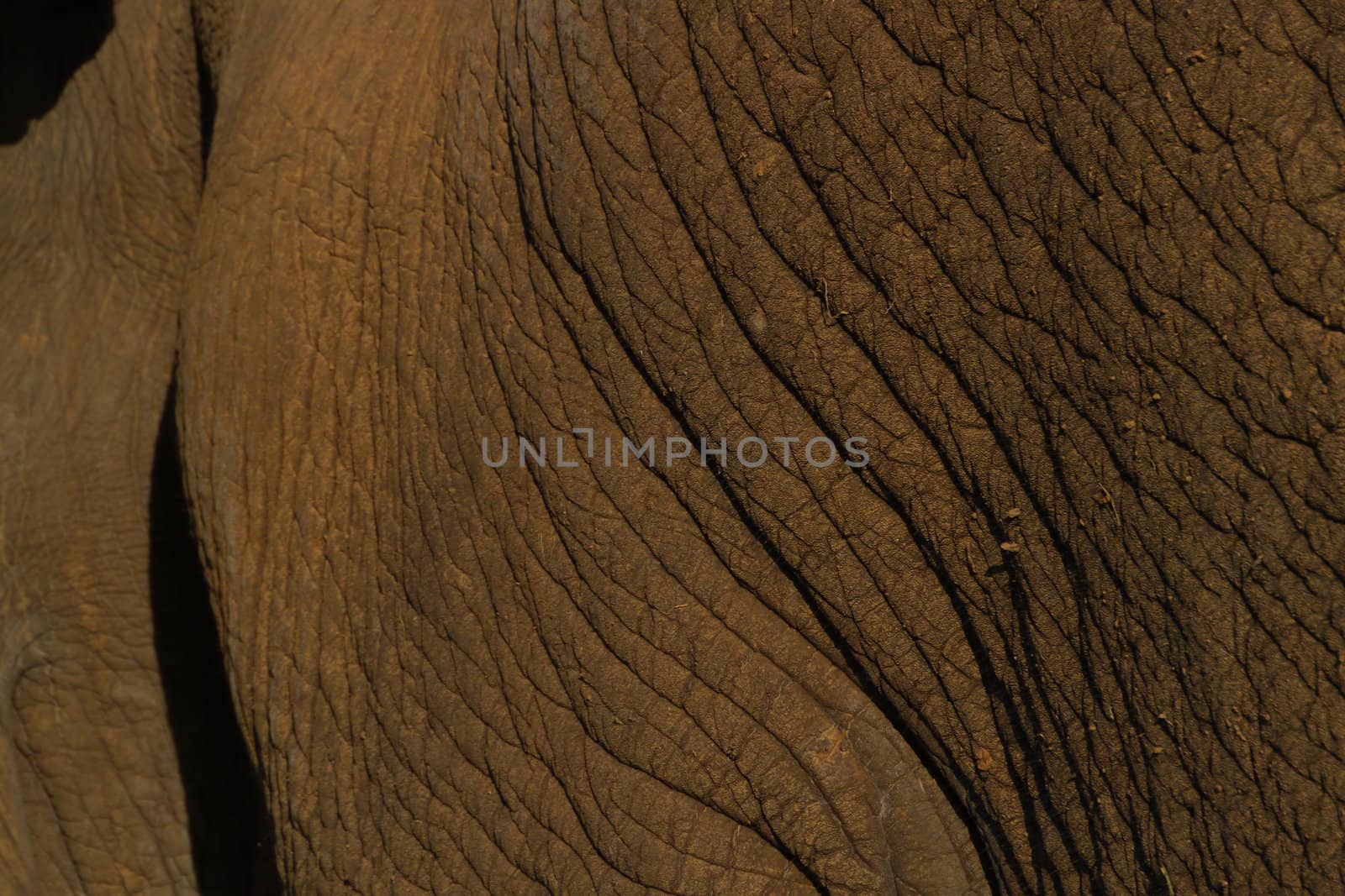 abstract detail of elephant skin