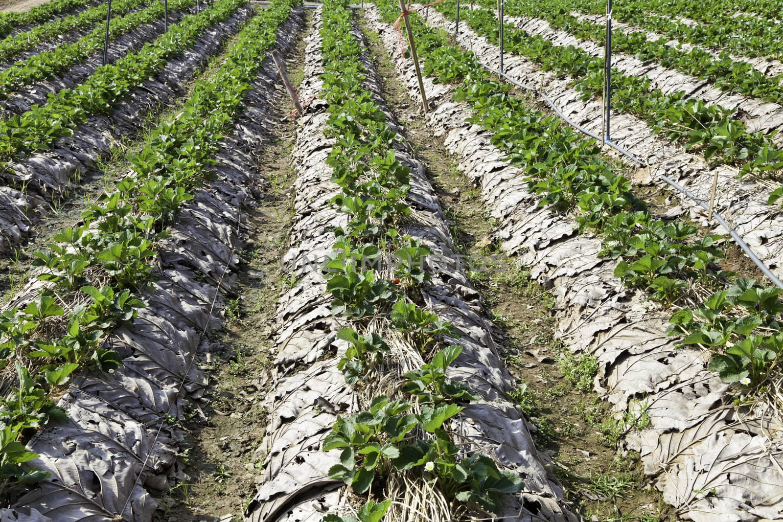 rows of strawberry trees in chiang mai, thailand