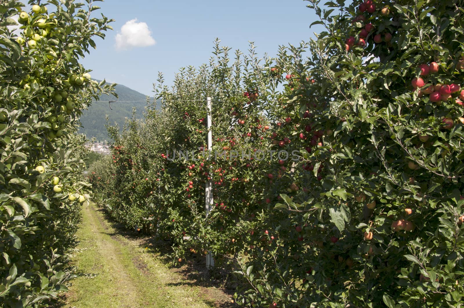 the red delicious apple from north Italy the region Trentino