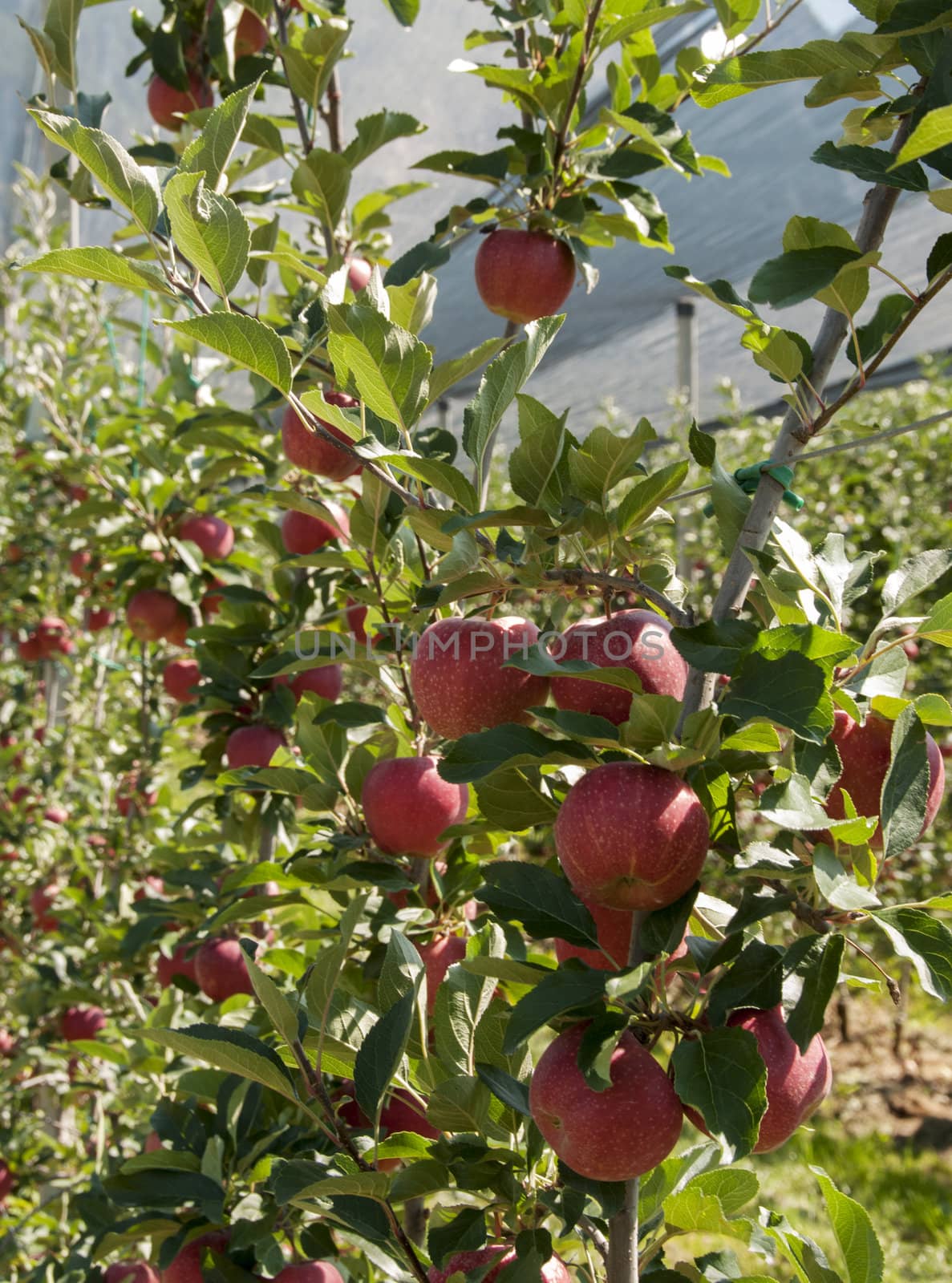 the red delicious apple from north Italy the region Trentino