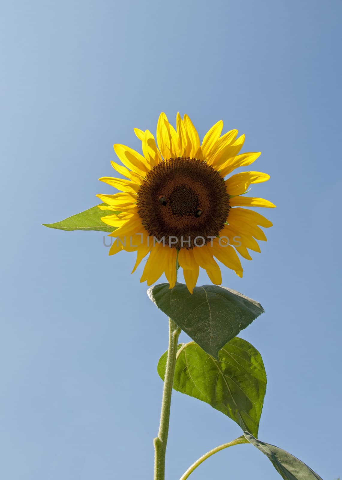 one sunflower and blue sky
