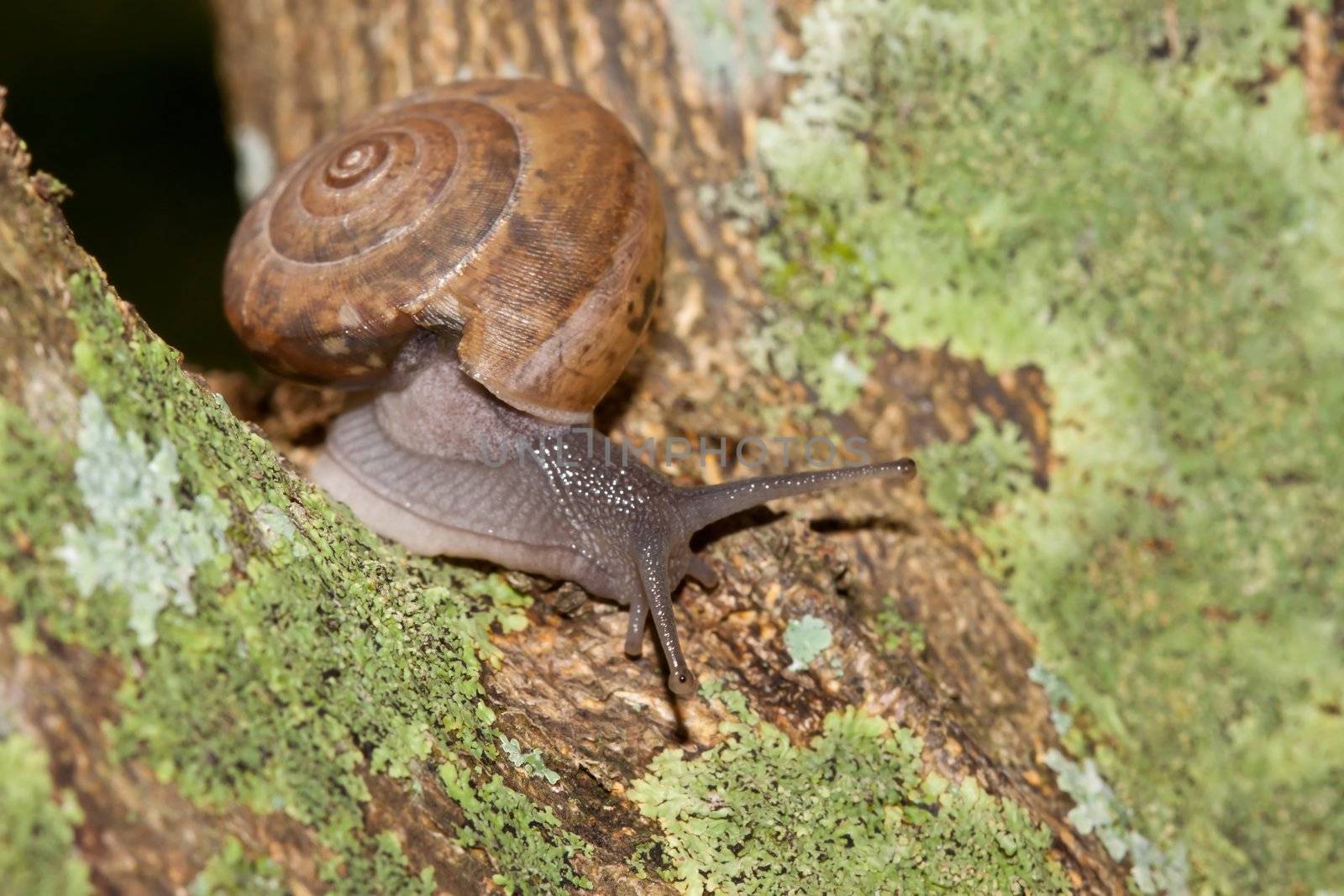 garden snail on a tree
