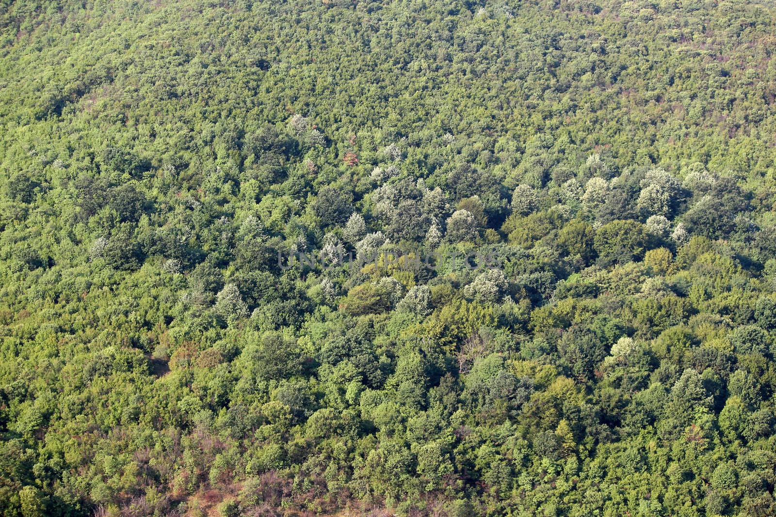 forest nature background