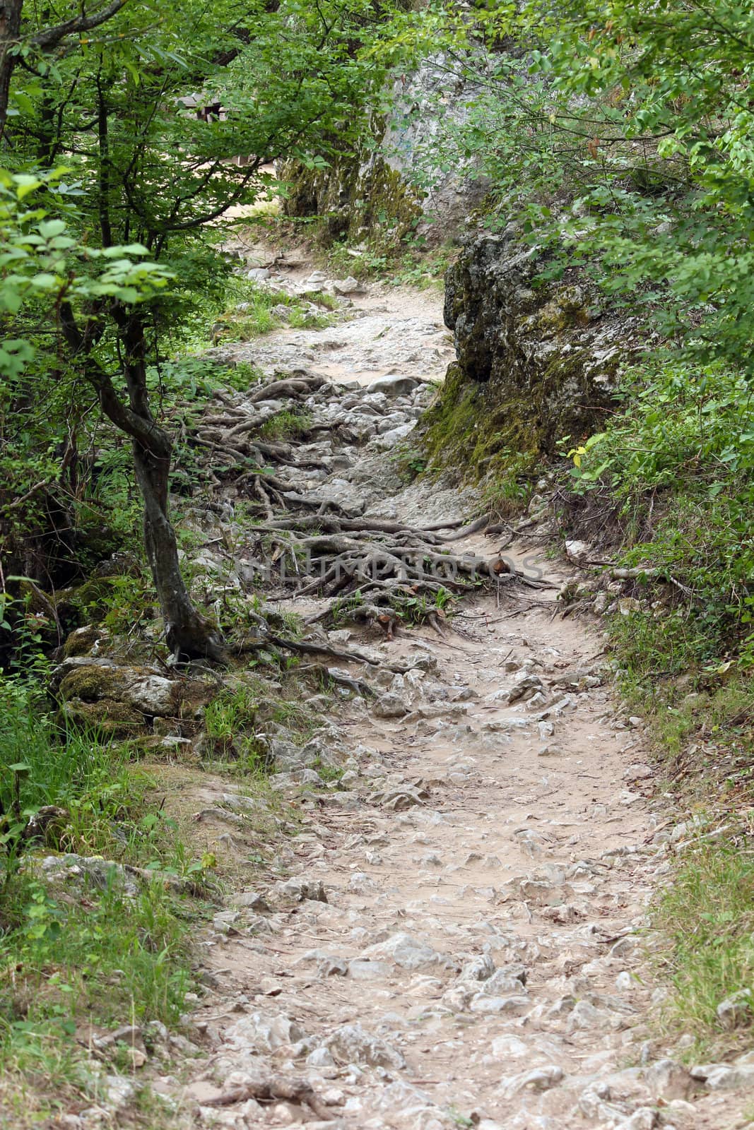 forest path