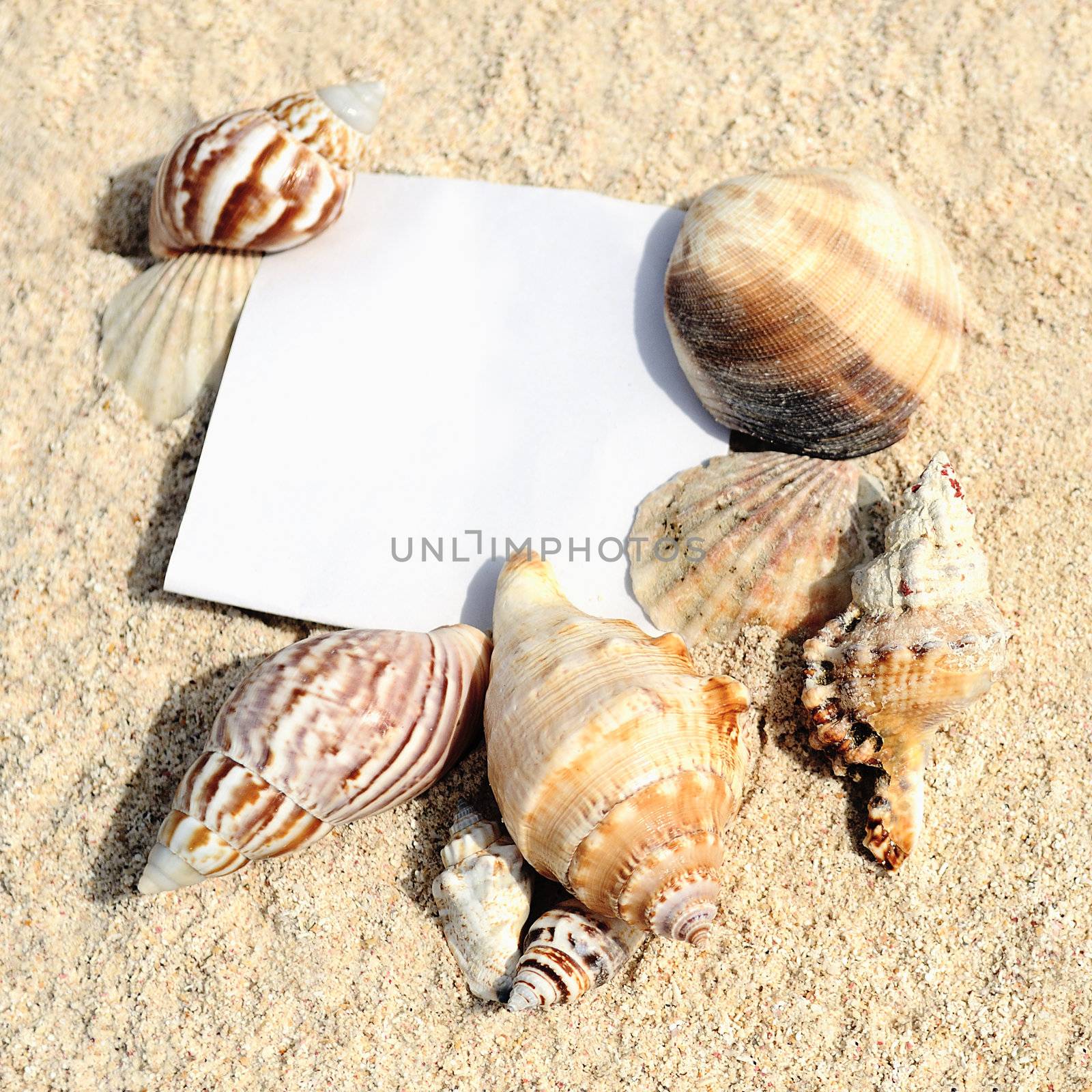 Blank paper beach sand starfish shells summer by ventdusud