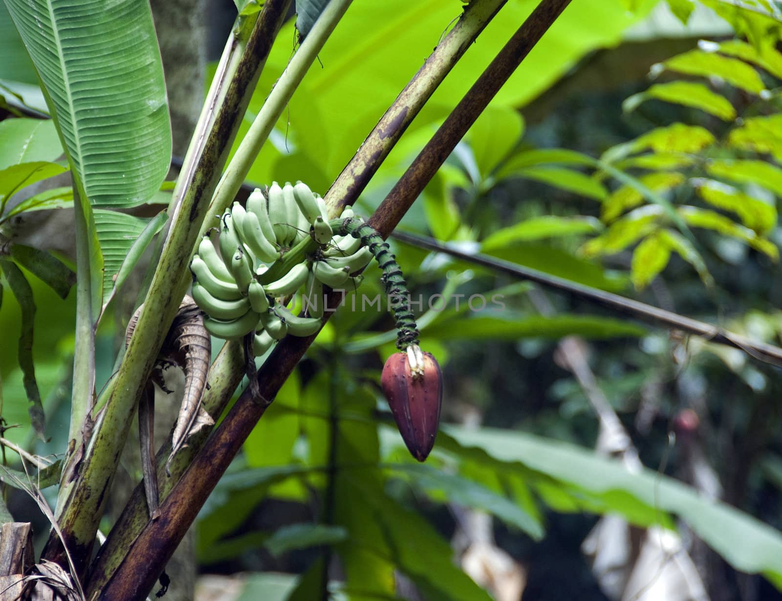 tropical banana tree in the wild in Malaysia