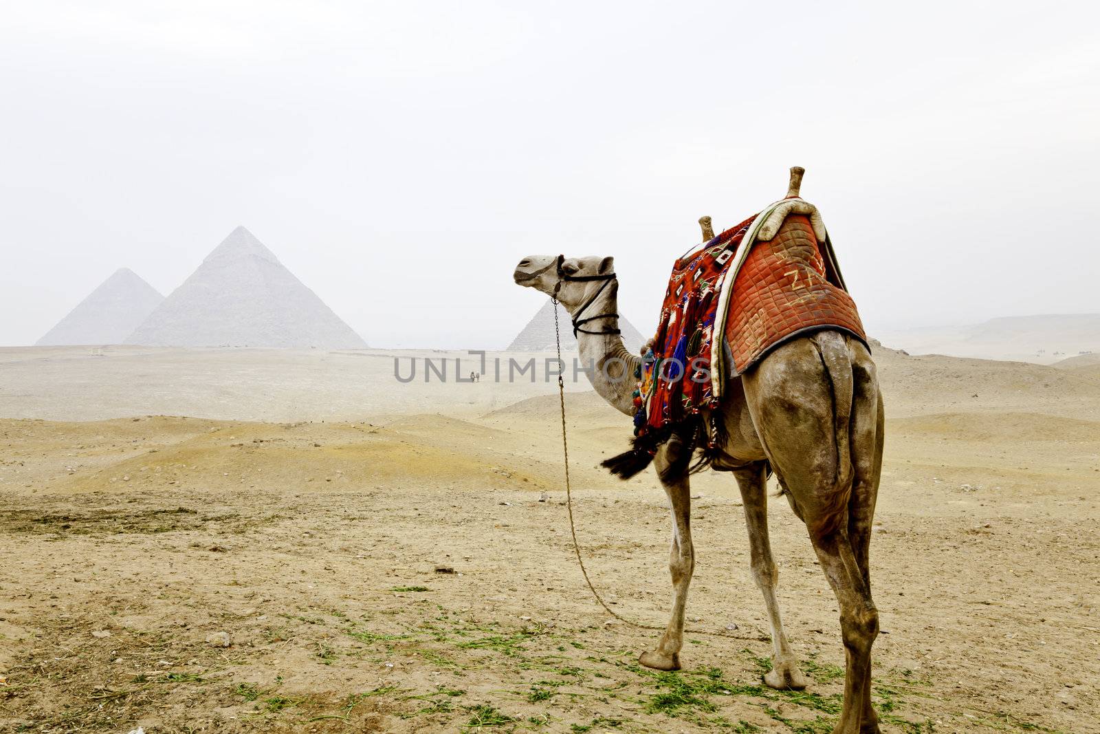 a camel and the pyramids of giza egypt