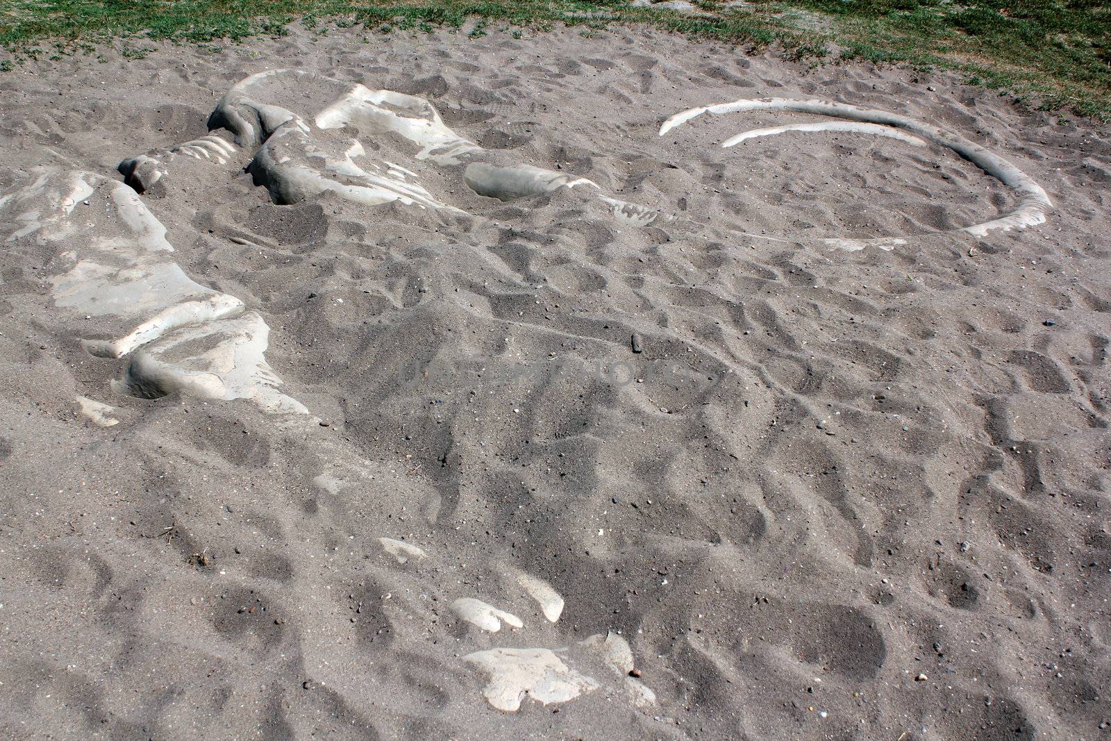 mammoth bones in sand