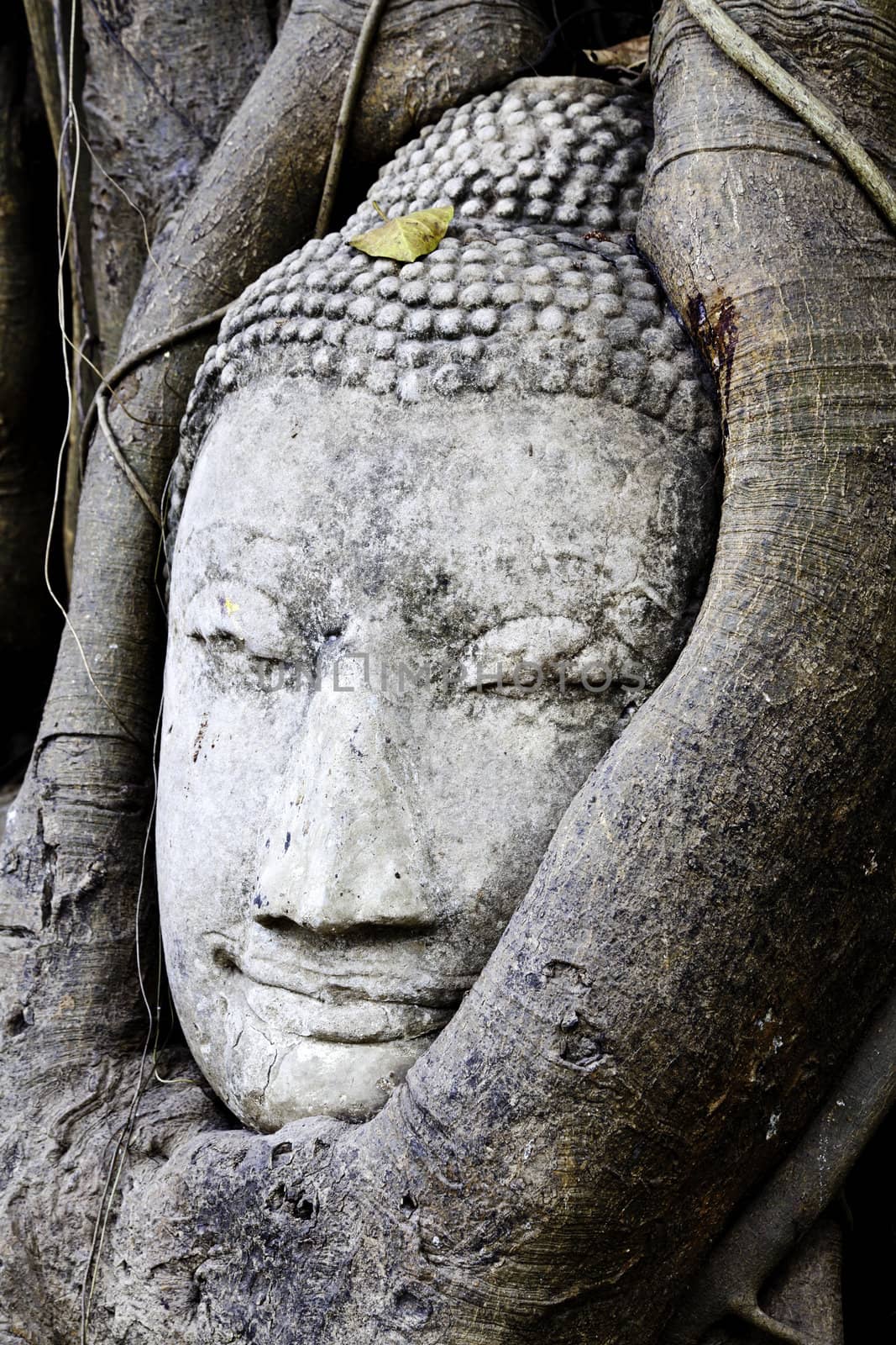 buddha in a tree, ayutthaya, thailand