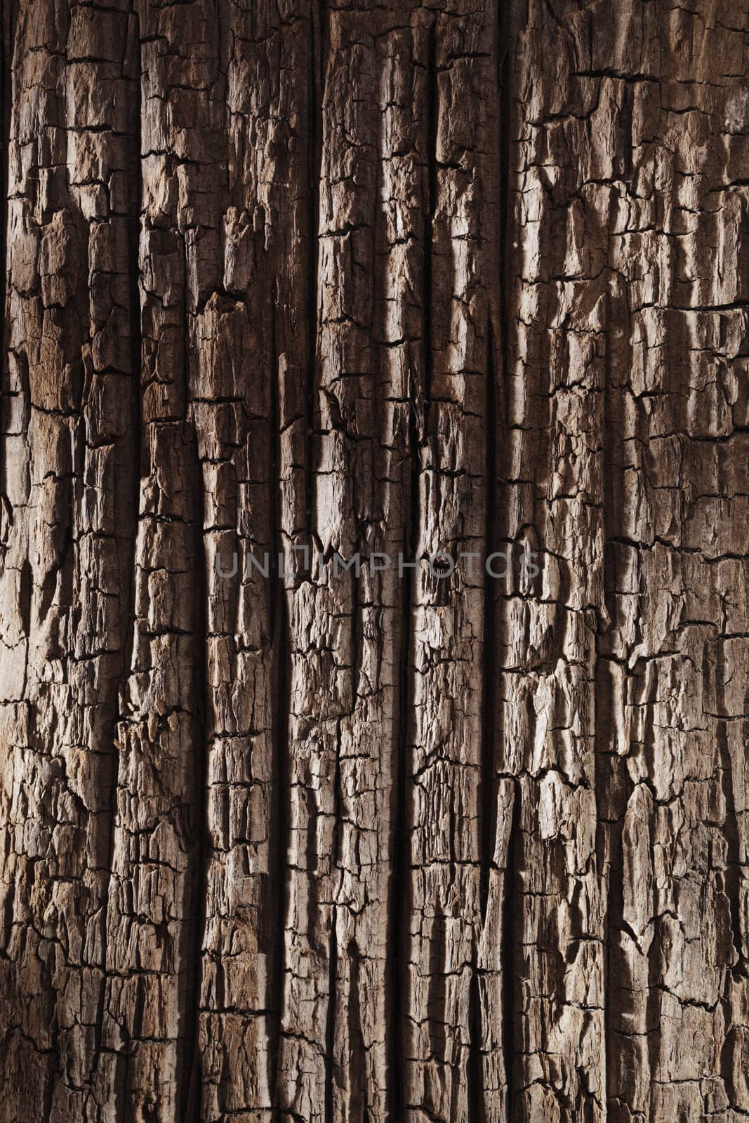 Background texture of old wood from the bottom of the sea.