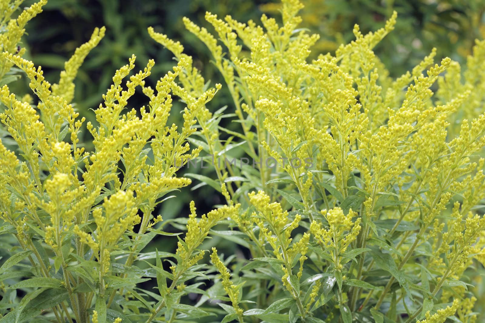 Canada goldenrod by Stocksnapper