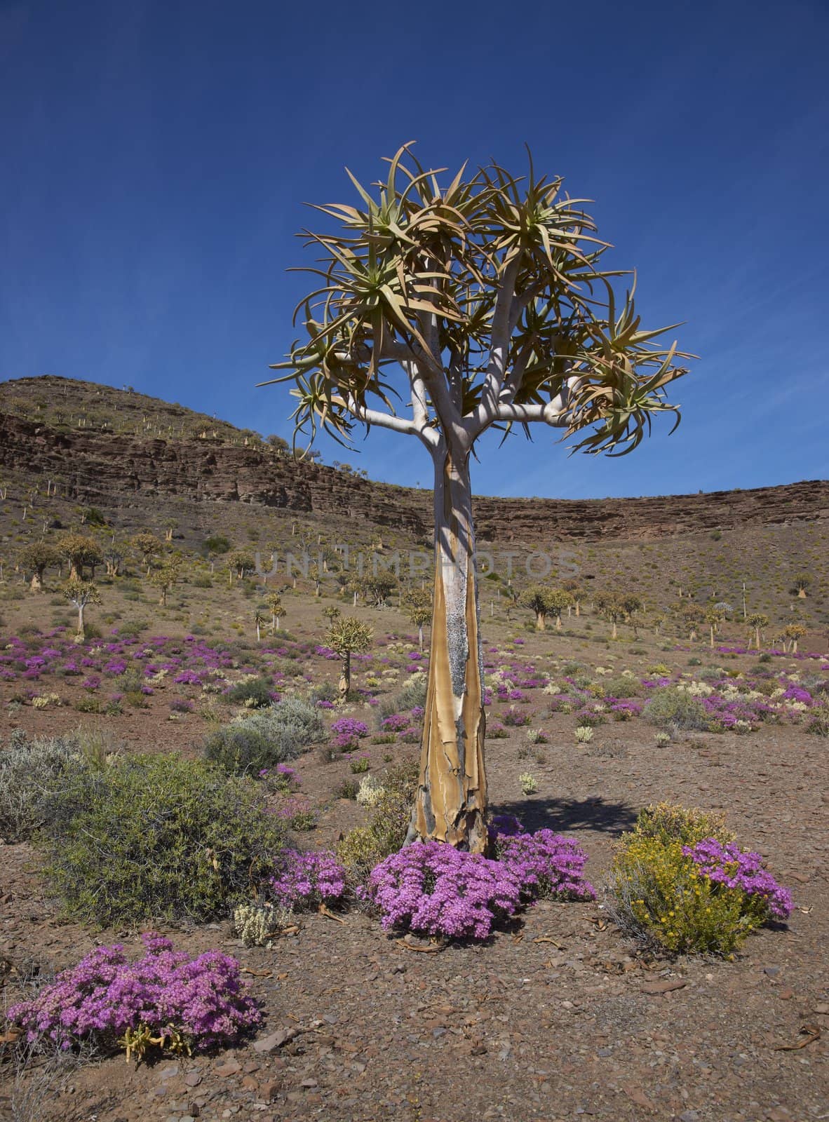 Quiver tree (Aloe dichotoma) surrounded by brightly colored flowers near Nieuwoudtville in the Northern Cape of South Africa