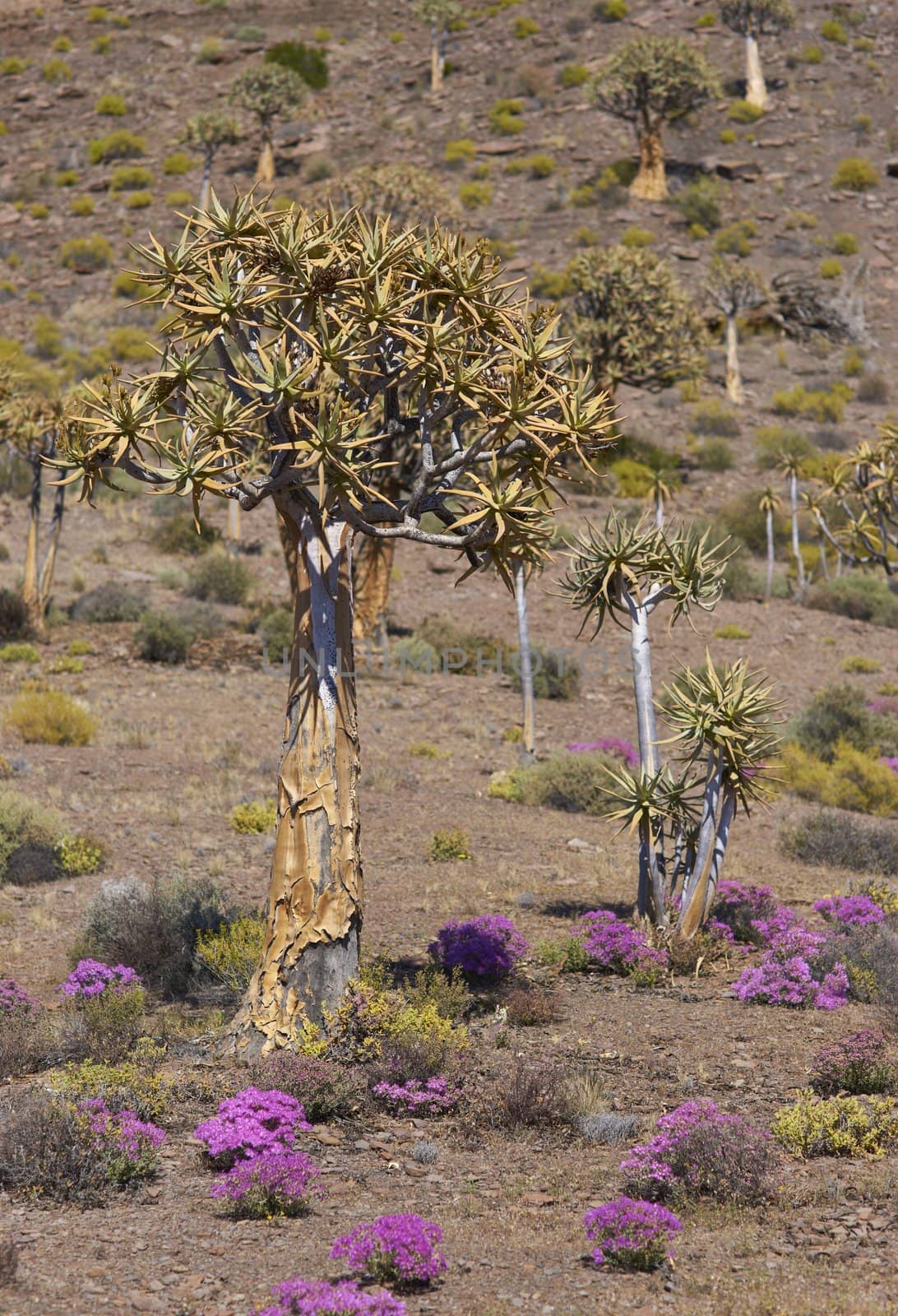 Quiver trees (Aloe dichotoma) surrounded by brightly colored flowers near Nieuwoudtville in the Northern Cape of South Africa