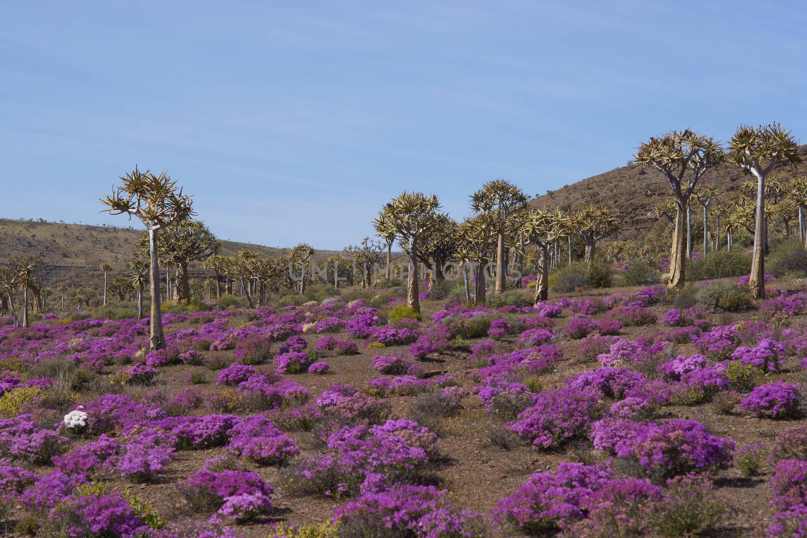 Quiver tree forest (Aloe dichotoma) surrounded by brightly colored flowers near Nieuwoudtville in the Northern Cape of South Africa