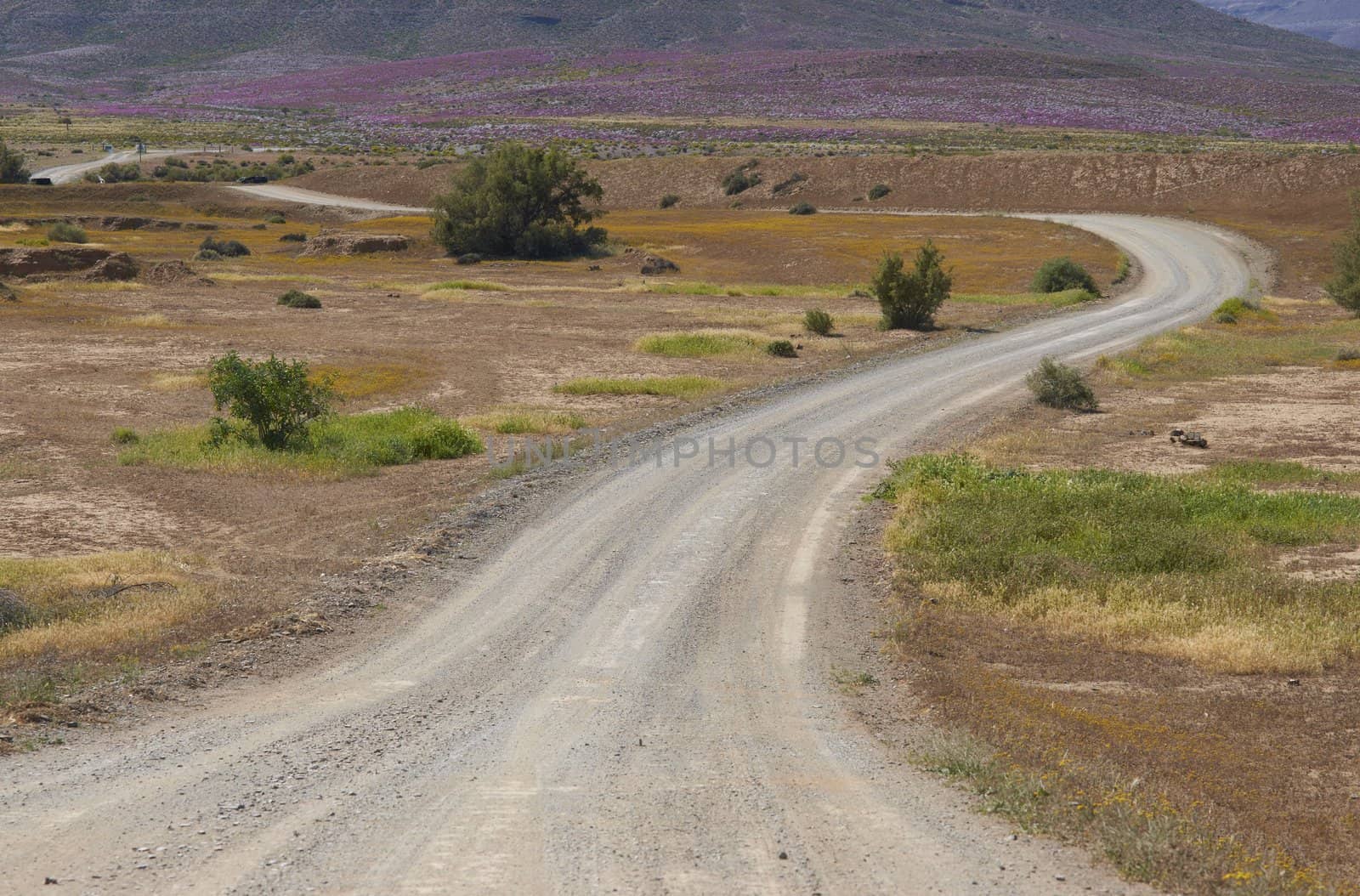 Gravel road through the brightly colored flowers near Nieuwoudtville in the Northern Cape of South Africa
