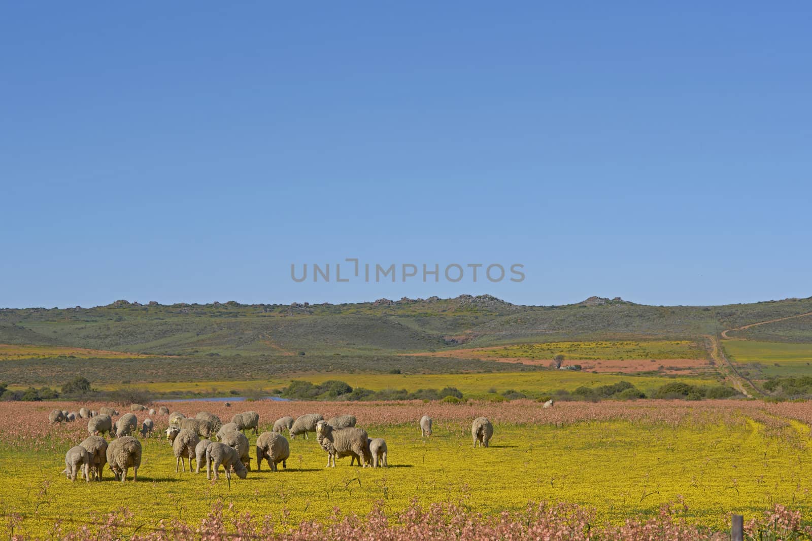 Sheep grazing in a flower filled field near Nieuwoudtville in the Northern Cape of South Africa