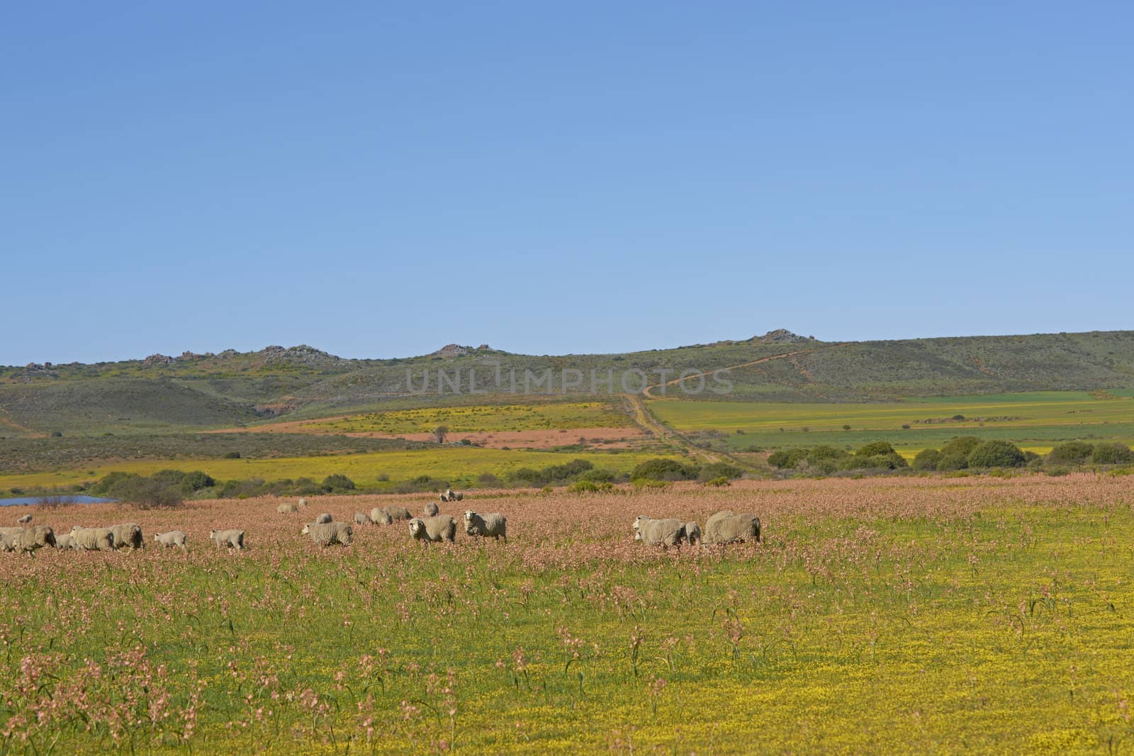 Sheep grazing in a flower filled field near Nieuwoudtville in the Northern Cape of South Africa