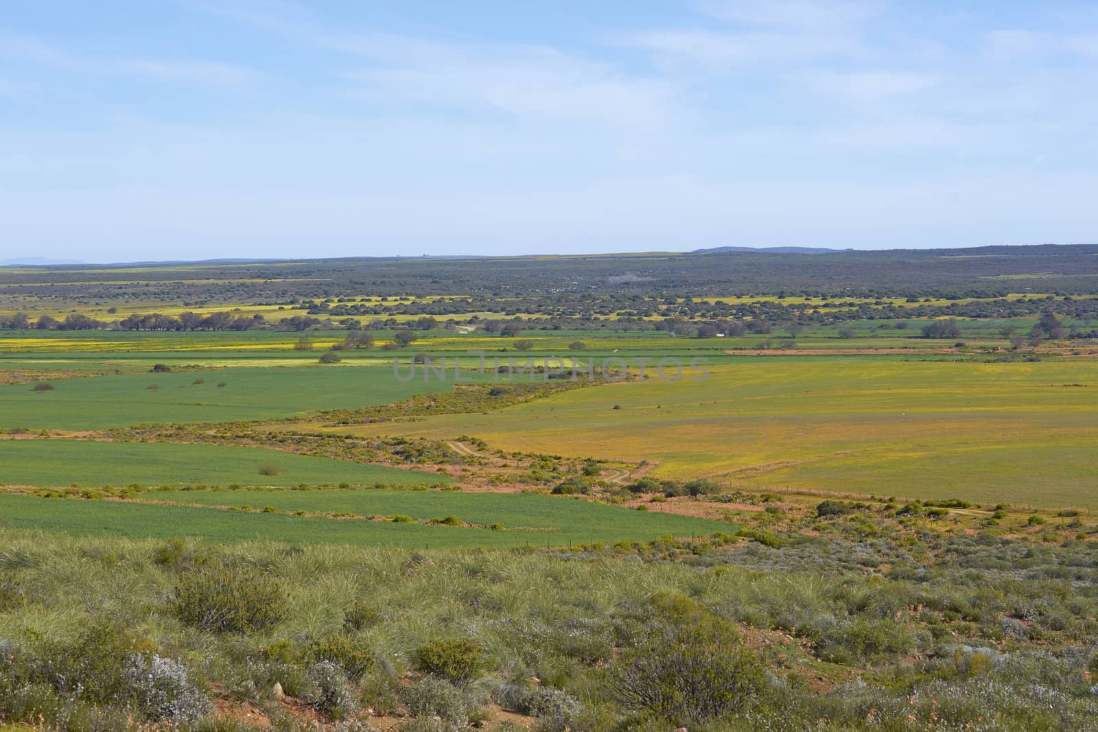 Flower filled fields near Nieuwoudtville in the Northern Cape of South Africa
