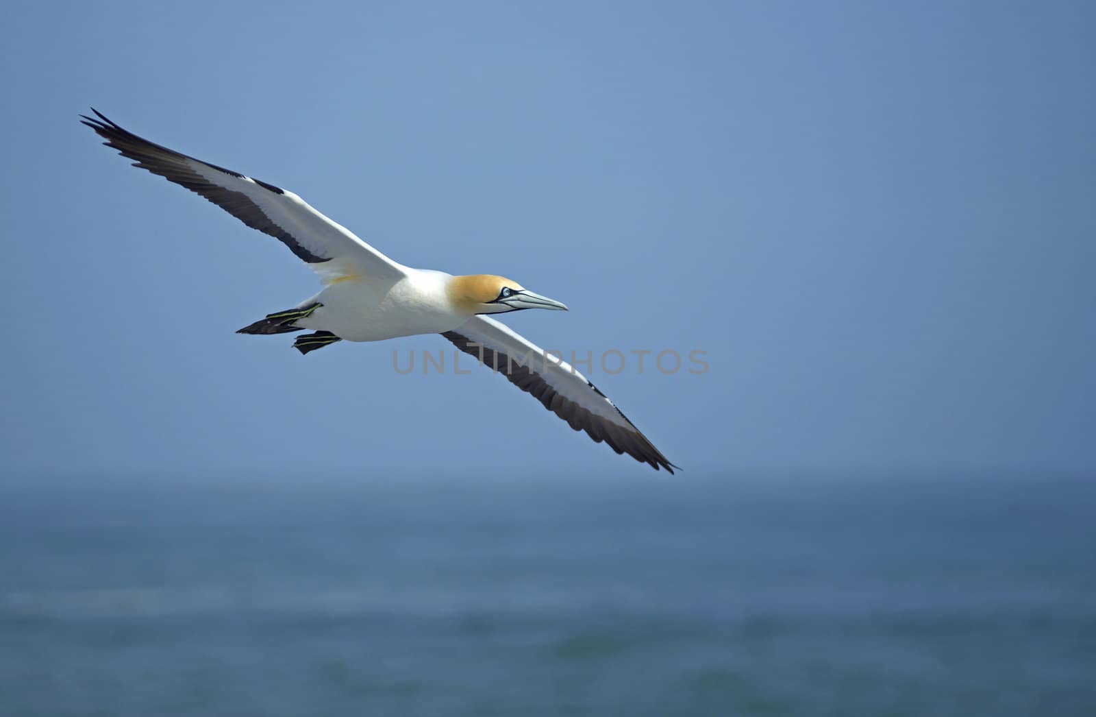 Cape Gannet (Morus capensis) flying above the sea near Lamberts Bay in the Western Cape of South Africa