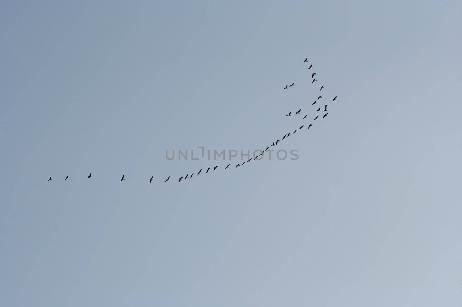 Picture flock of geese - flying flock of wild geese
