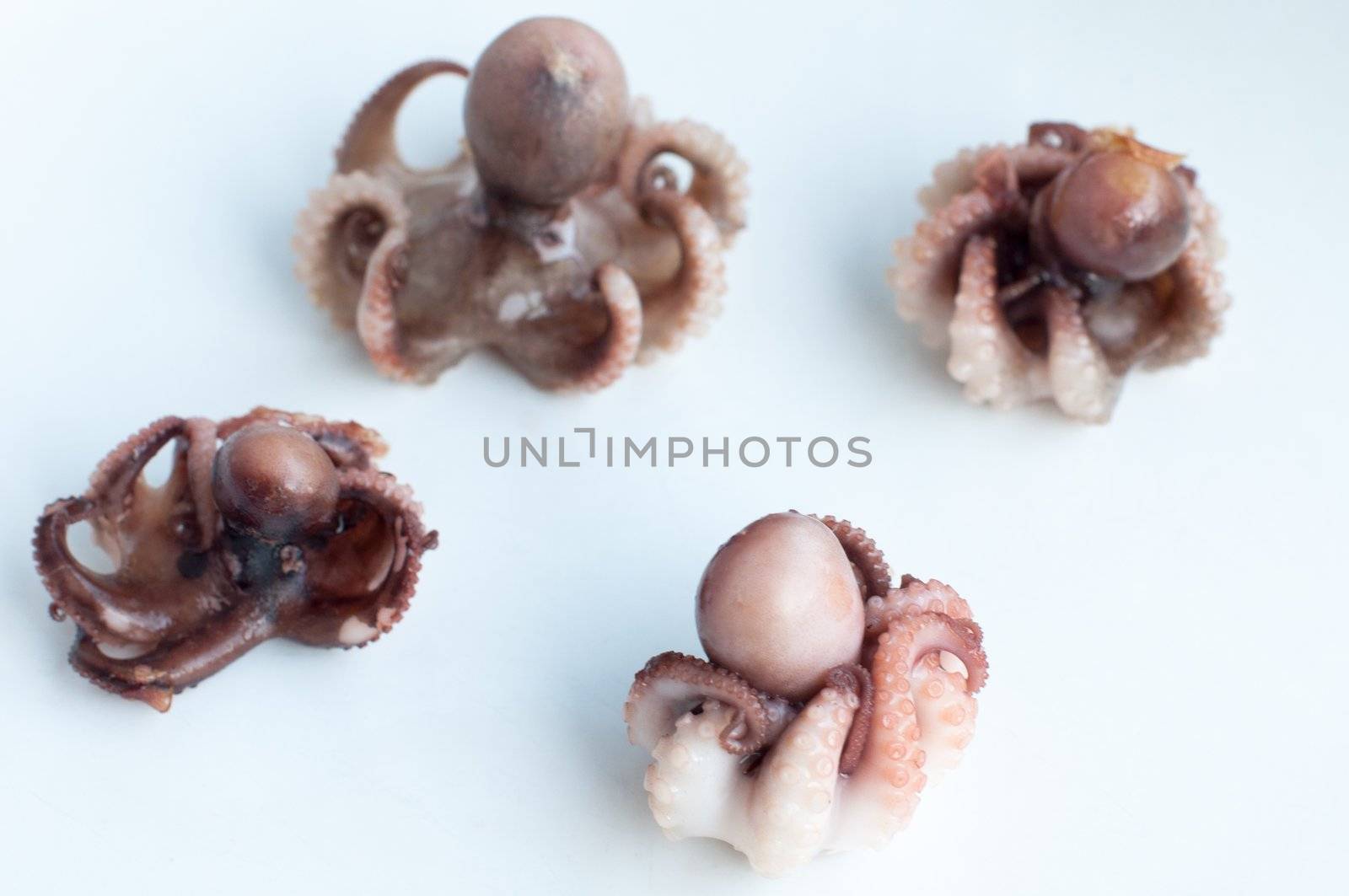 Four grilled baby octopus (Moscardini) arranged on a white plate