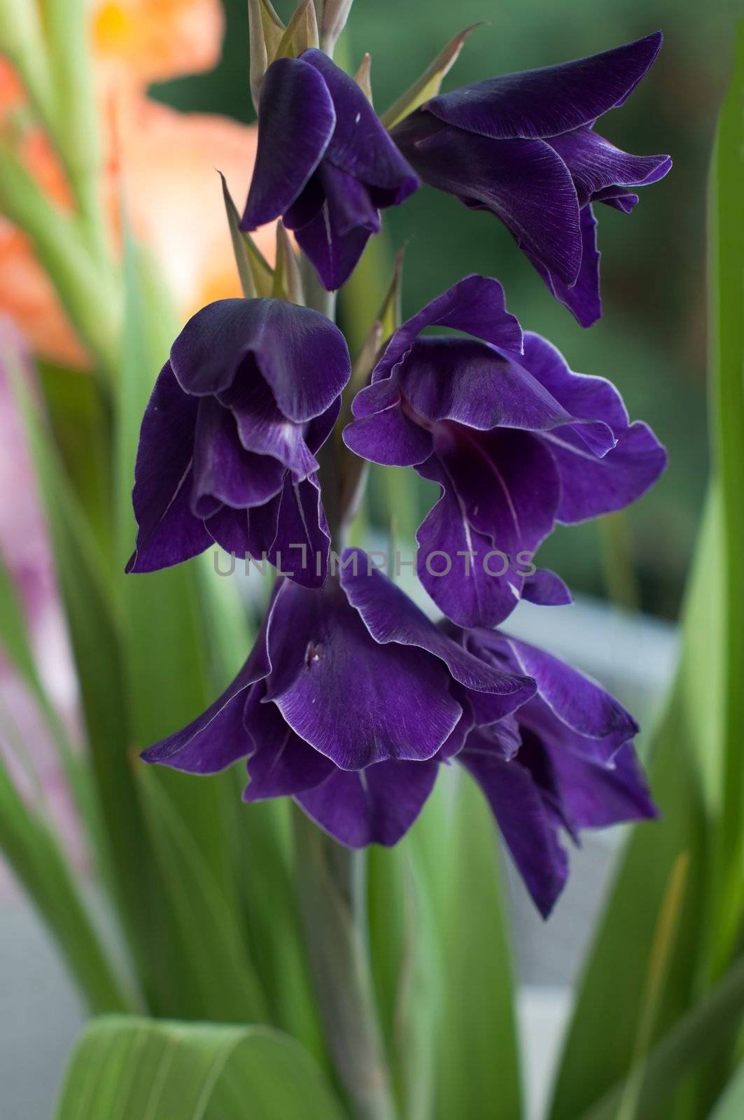 Close-up of a purple gladioli flower in the garden