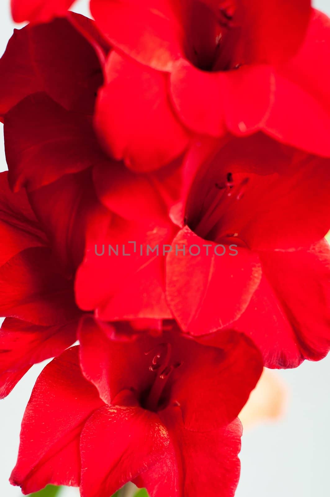 Detail shot of beautiful red gladiolus against bright background