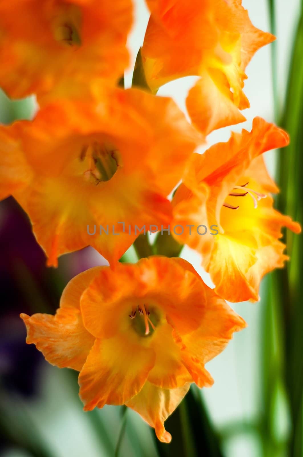 beautiful orange gladiolus detail against bright background