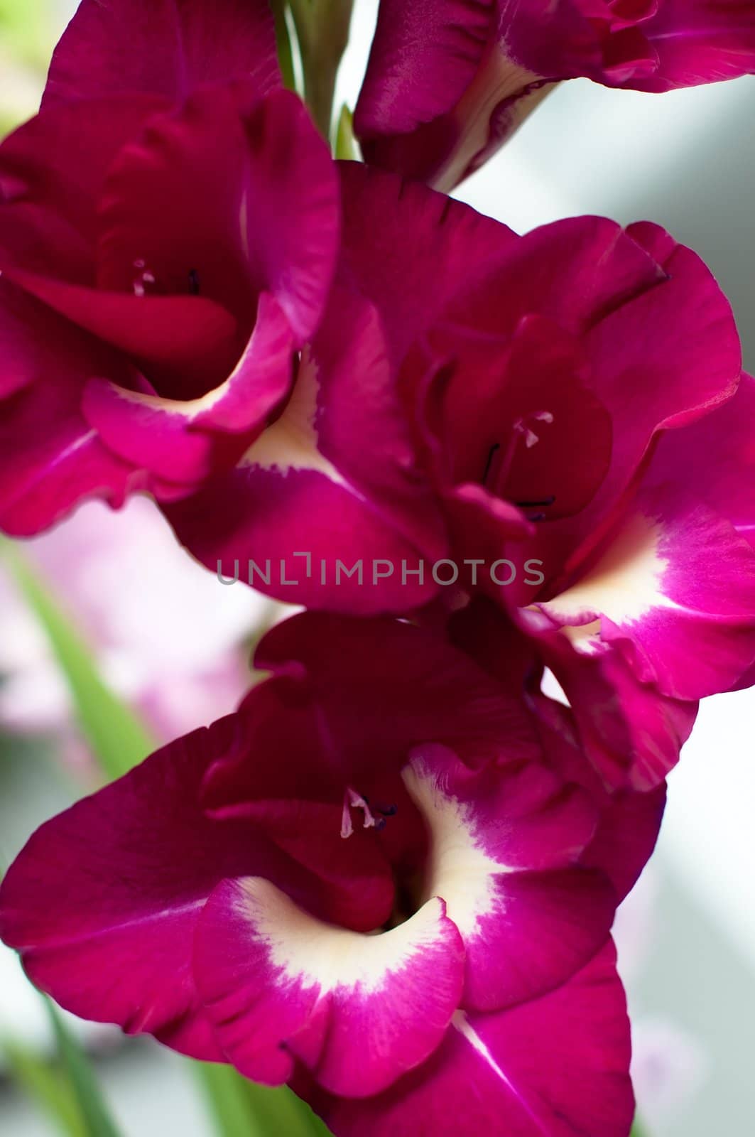 Gladiolus Priscilla. Close-up shot of pink gladiolus with bright background