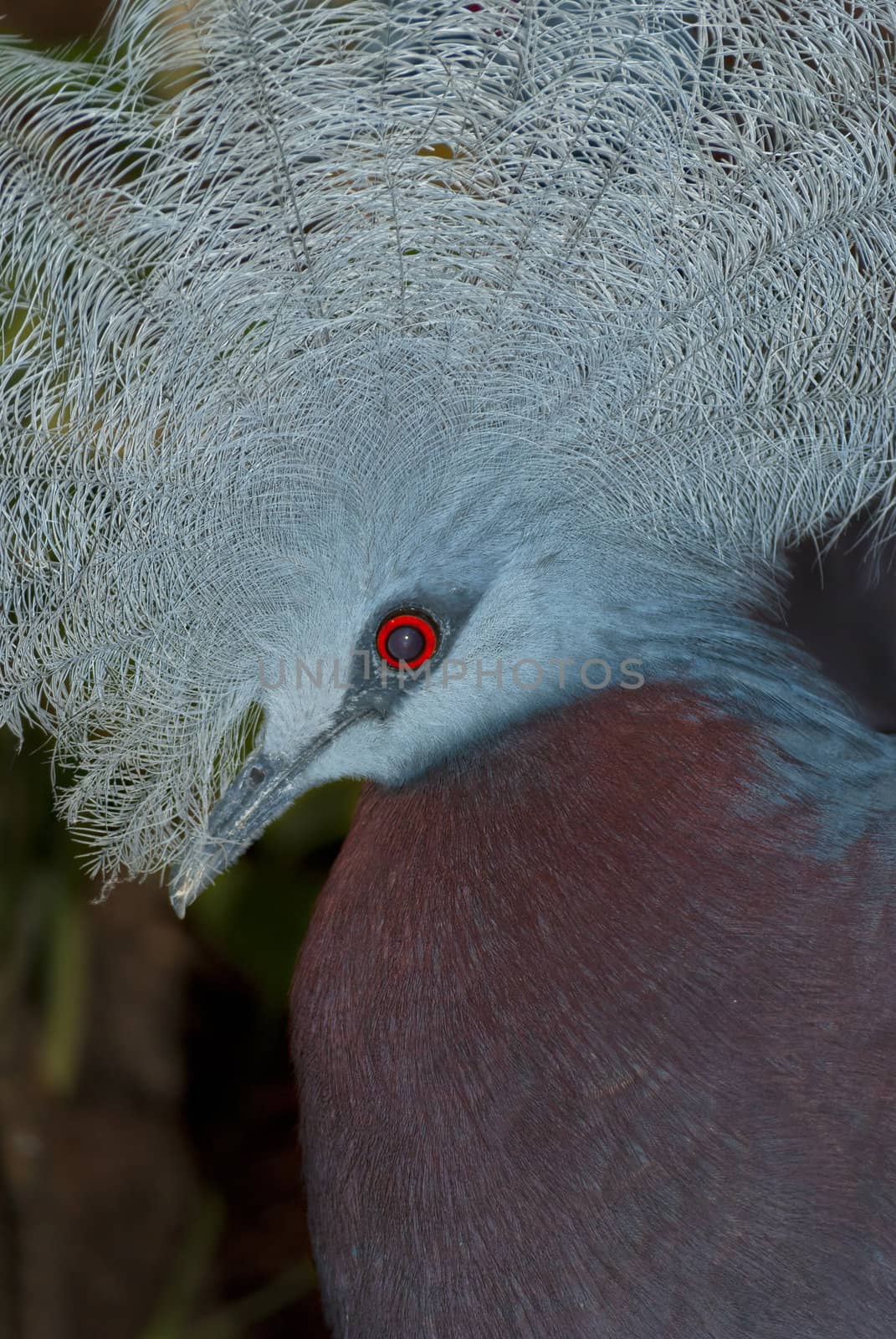 Exotic blue bird, Victoria Crowned Pigeon, or Goura victoria, large pigeon with elegant blue lace-like crests, maroon breast and red iris.