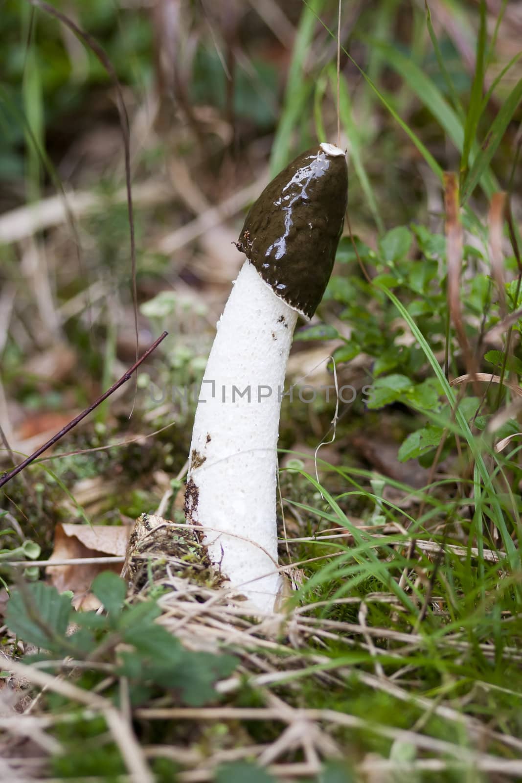 Close-up of the common stinkhorn - wood witch - powerful smell