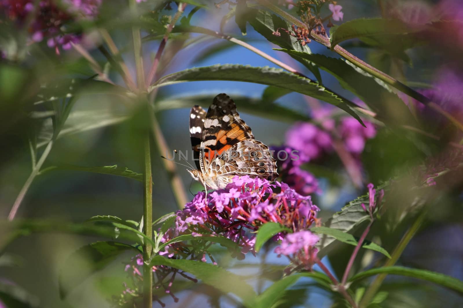 Painted Lady Butterfly Vanessa cardui in morning sun late summer
