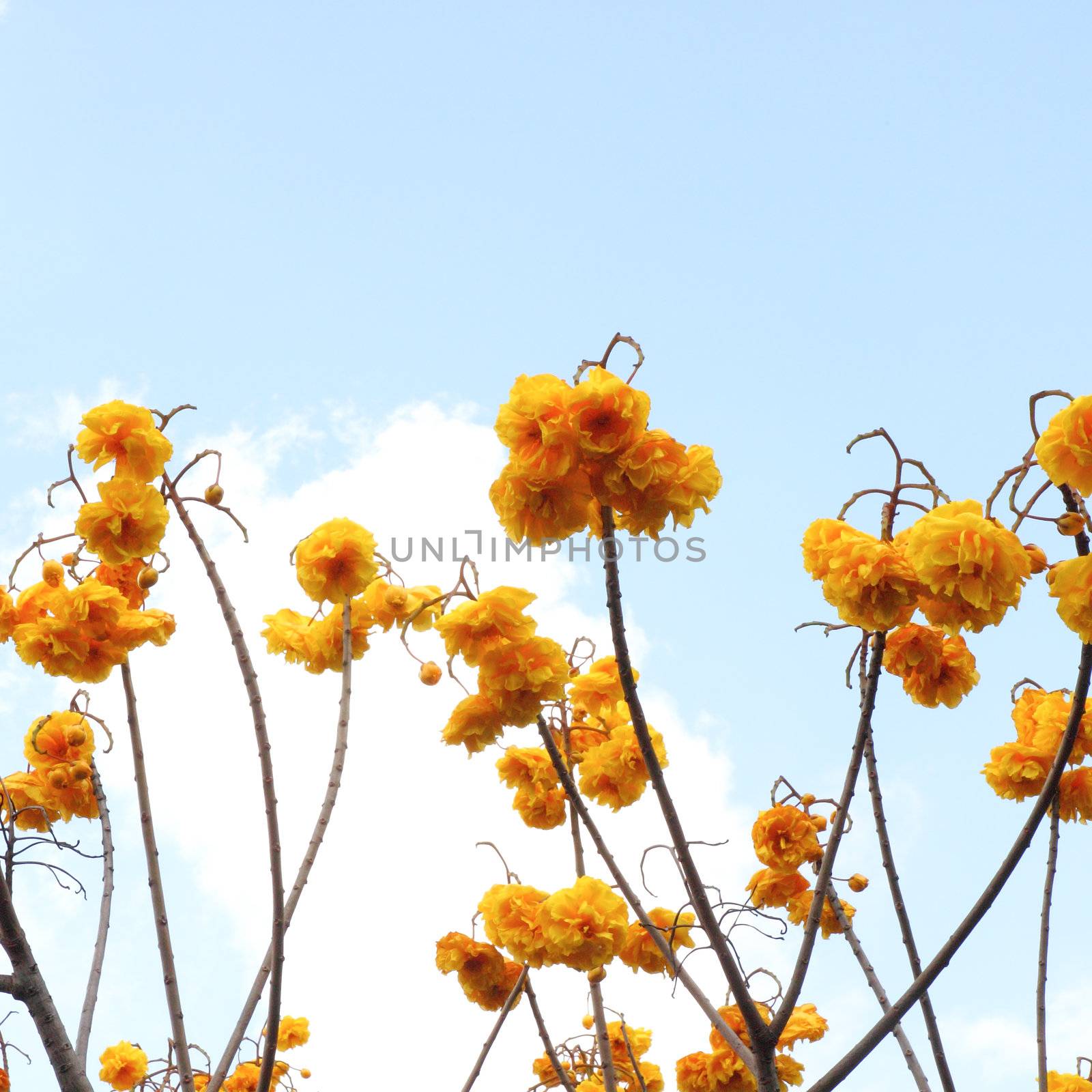 Cochlospermum regium, also known as Yellow Cotton Tree In Thailand