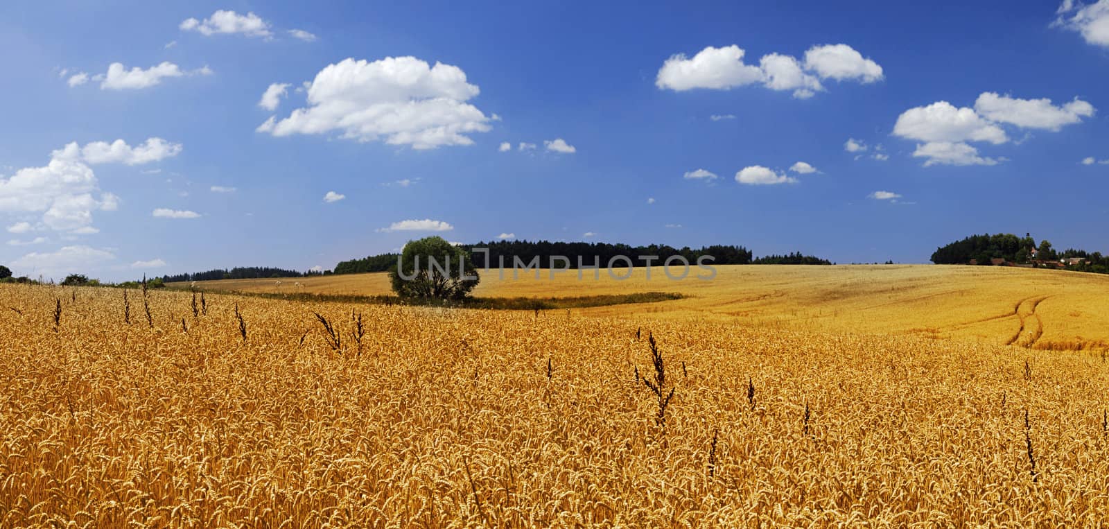 Wheat field and a blue sky full of clouds - panorama