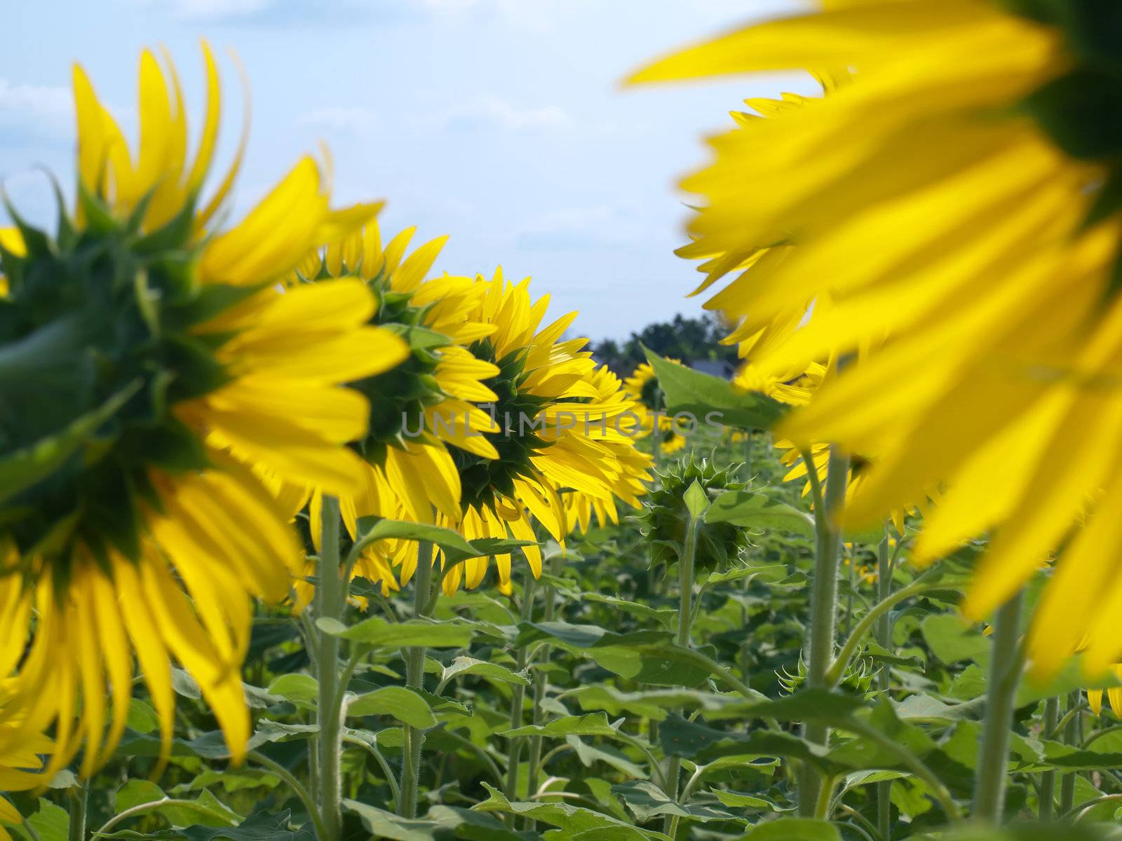 Backside of sunflower field with blue sky like smile upon the sun