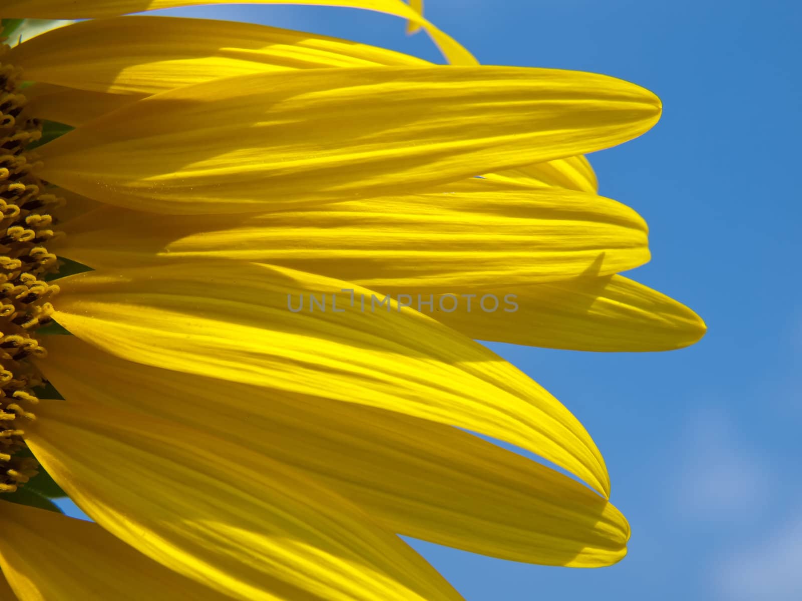 Closeup of sunflower with blue sky like smile upon the sun