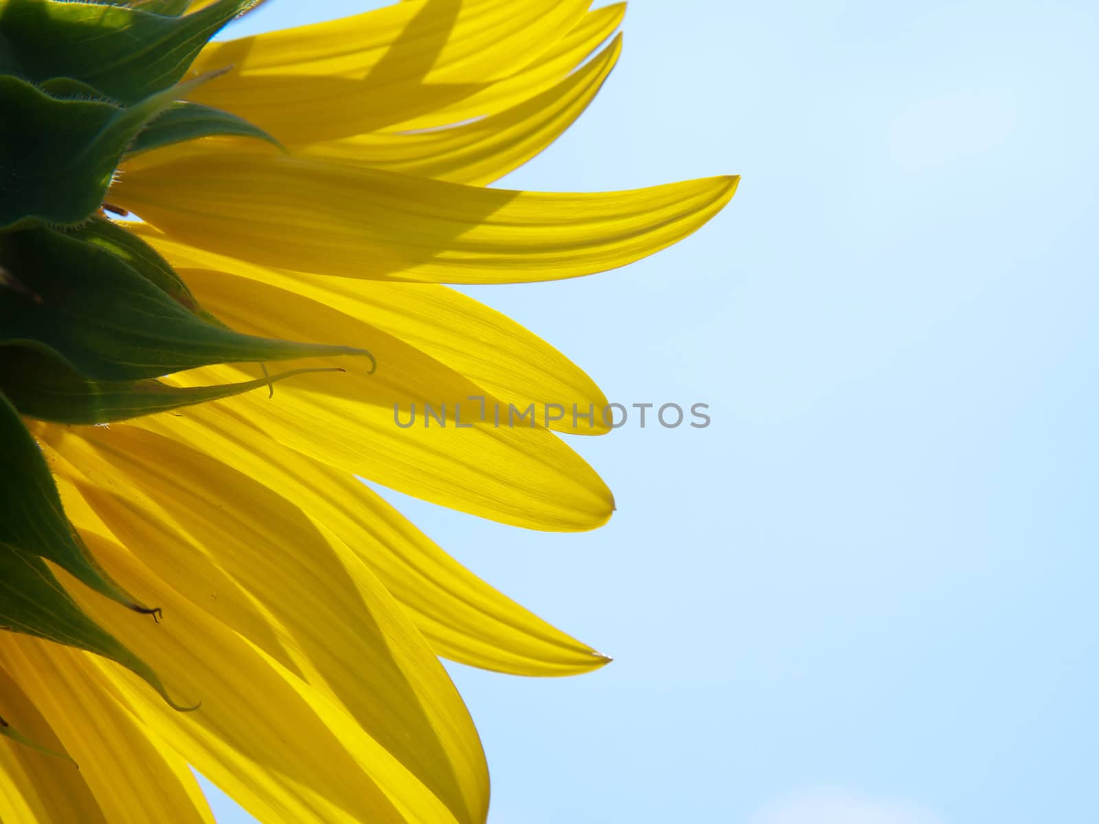 Backside of sunflower with blue sky like smile upon the sun