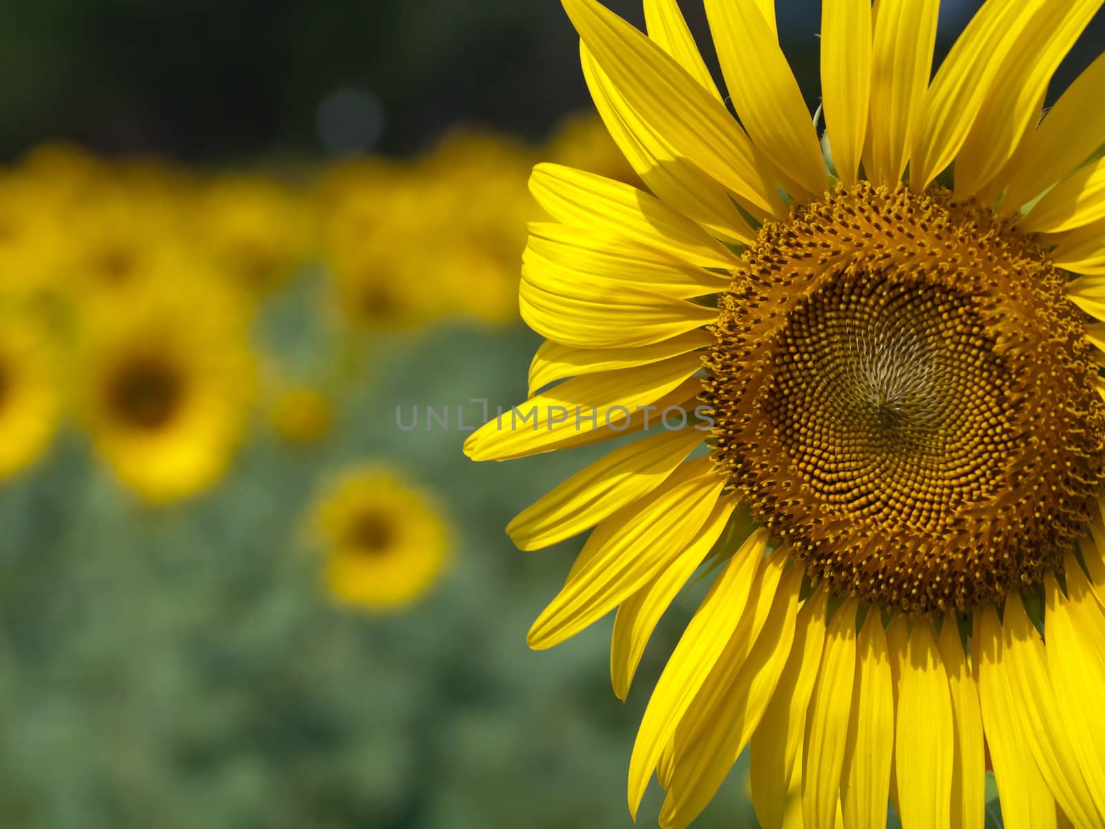 Closeup of sunflower with abstract out of focus background