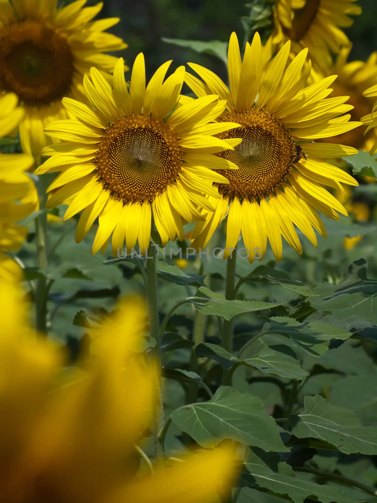 Beautiful sunflower field with out of focus foreground