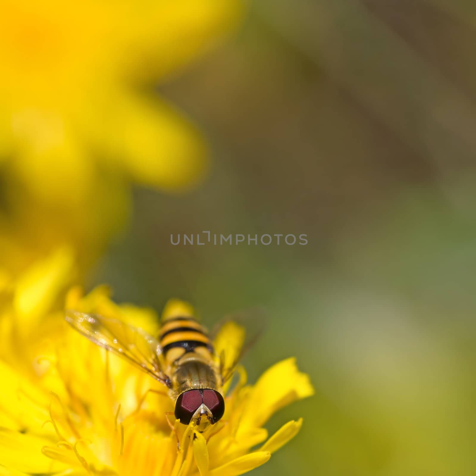 Close-up of a Marmelade Hoverfly on a Dandelion