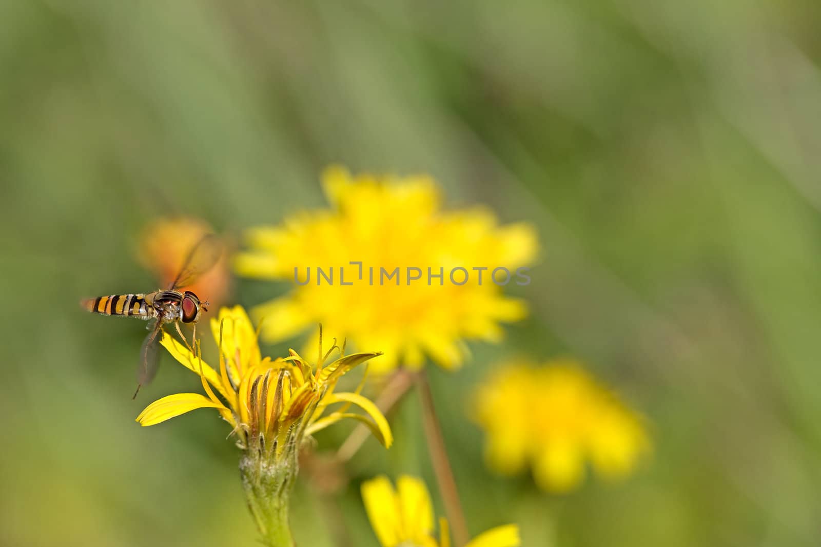 Hoverfly on Dandelion by kjorgen