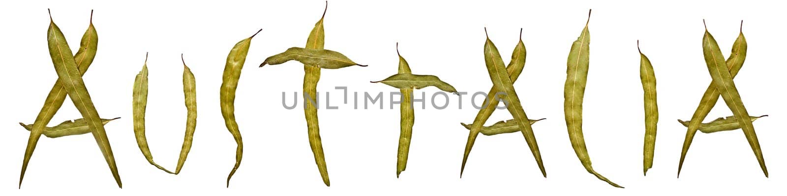 Eucalyptus gum leaf abstract australia title design pattern for banner