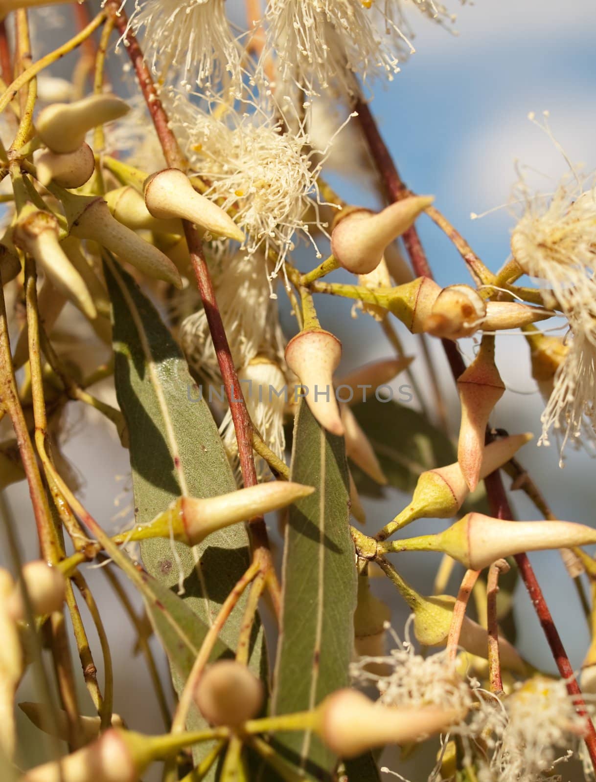 Australian wildflowers Eucalyptus tereticornis Forest Red Gum Flower Buds and leaves foliage closeup