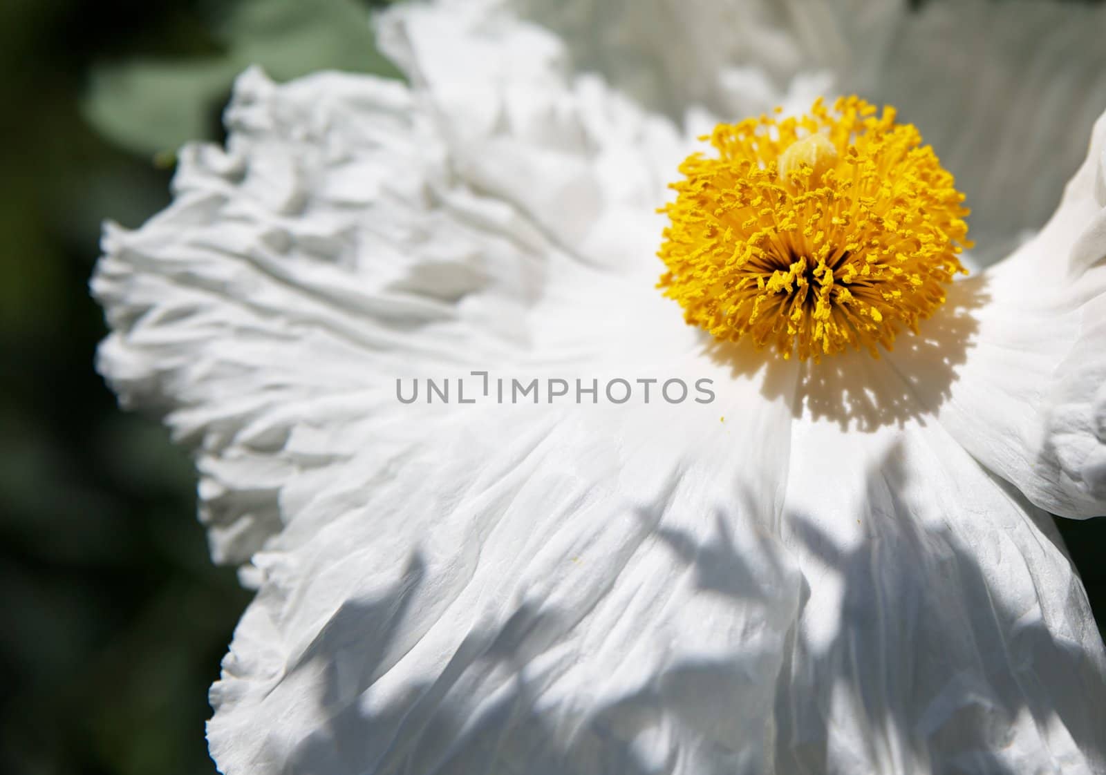 Shallow DOF of Golden center and fluffy white Romneya coulteri, Matilija Poppy, or
Fried-Egg Flower