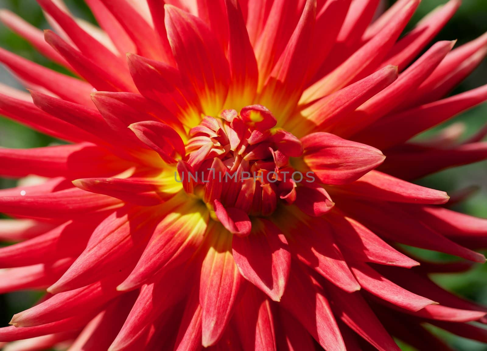 Close up of a Yellow and Red Dahlia with green background