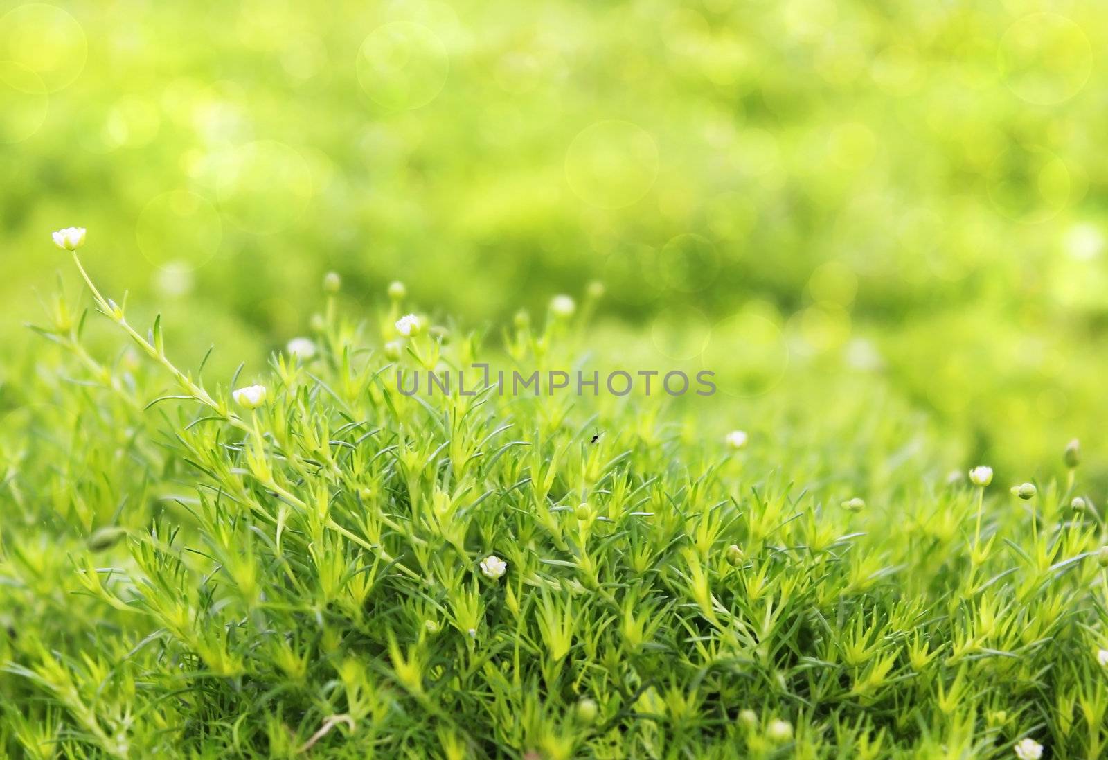 green grass carpet by irisphoto4