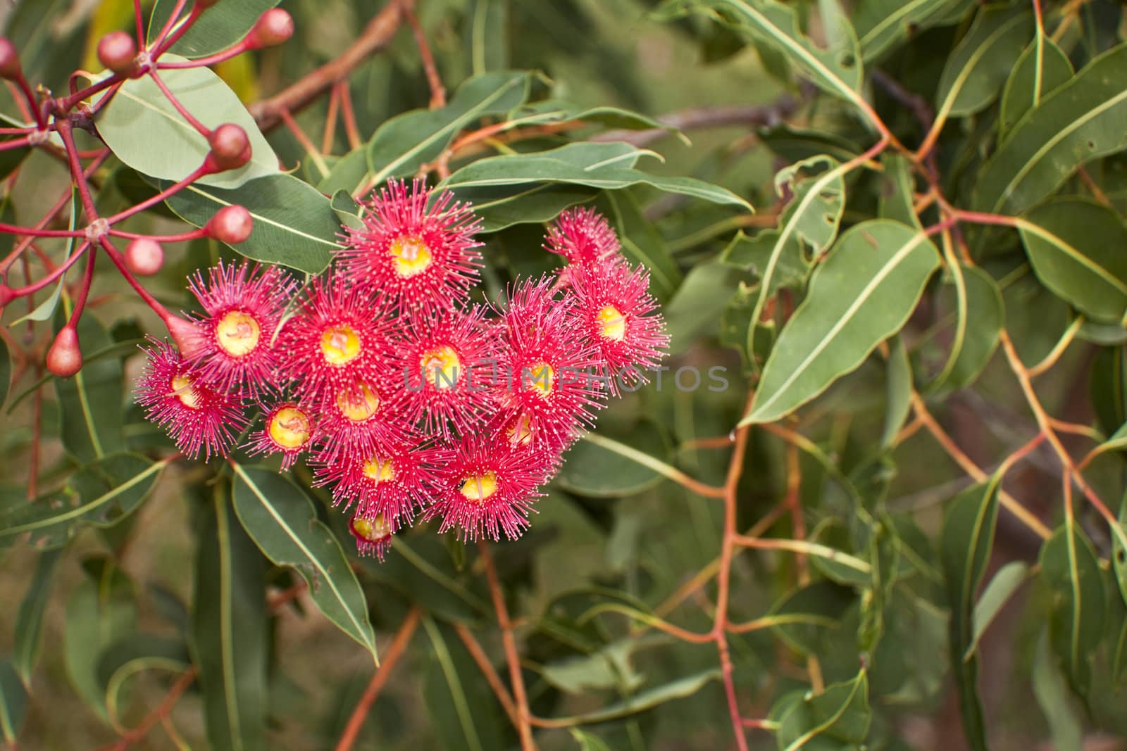 Callistemon - red bottlebrush flower in bloom