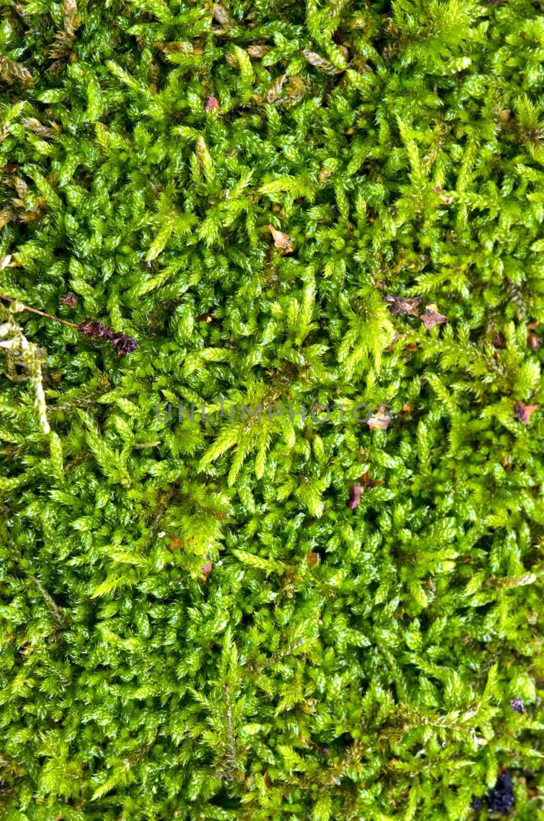 Macro detail of moss floor. Fragment of natural forest ground.