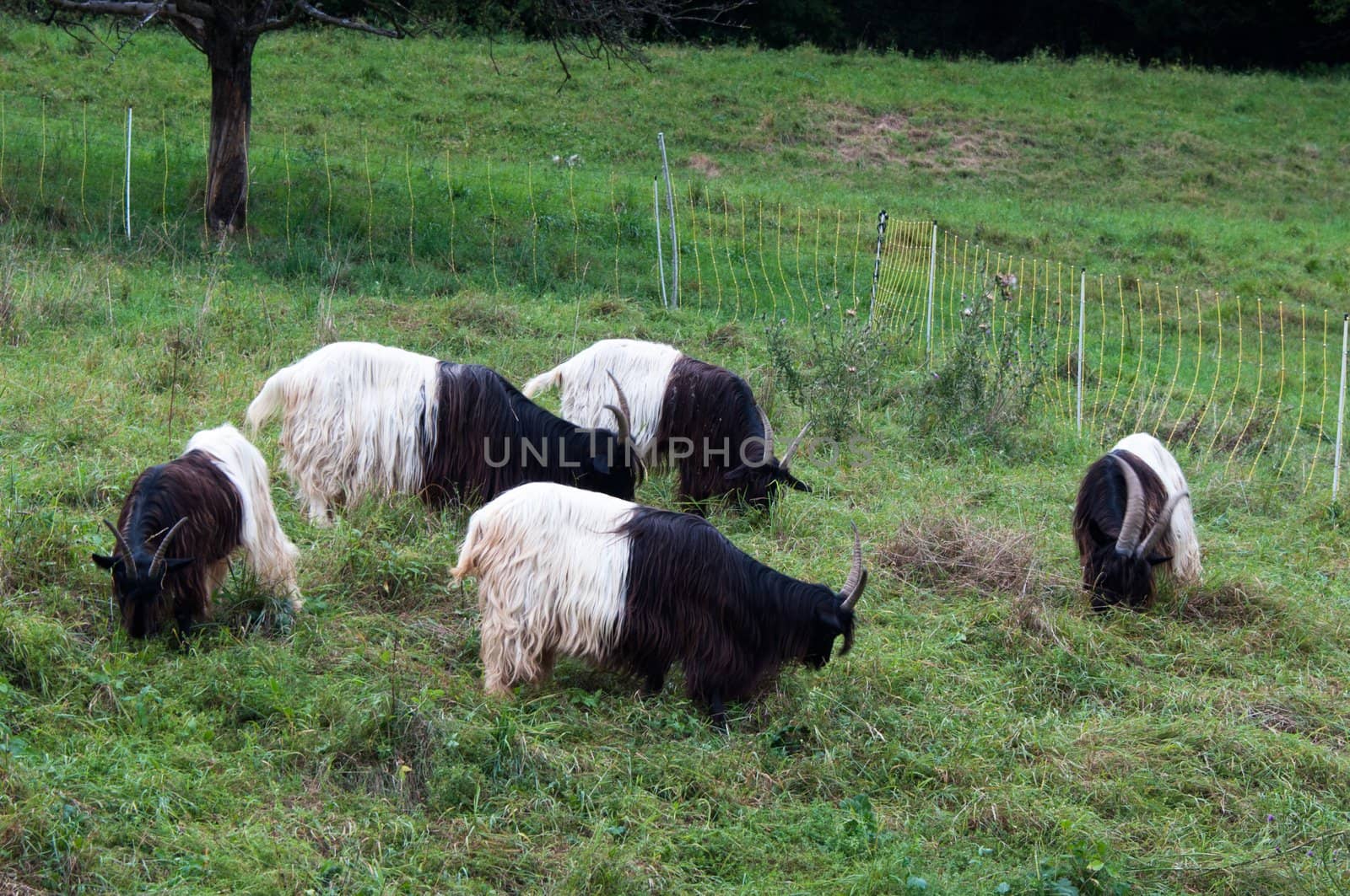 Valais Blackneck Goats on a summer pasture