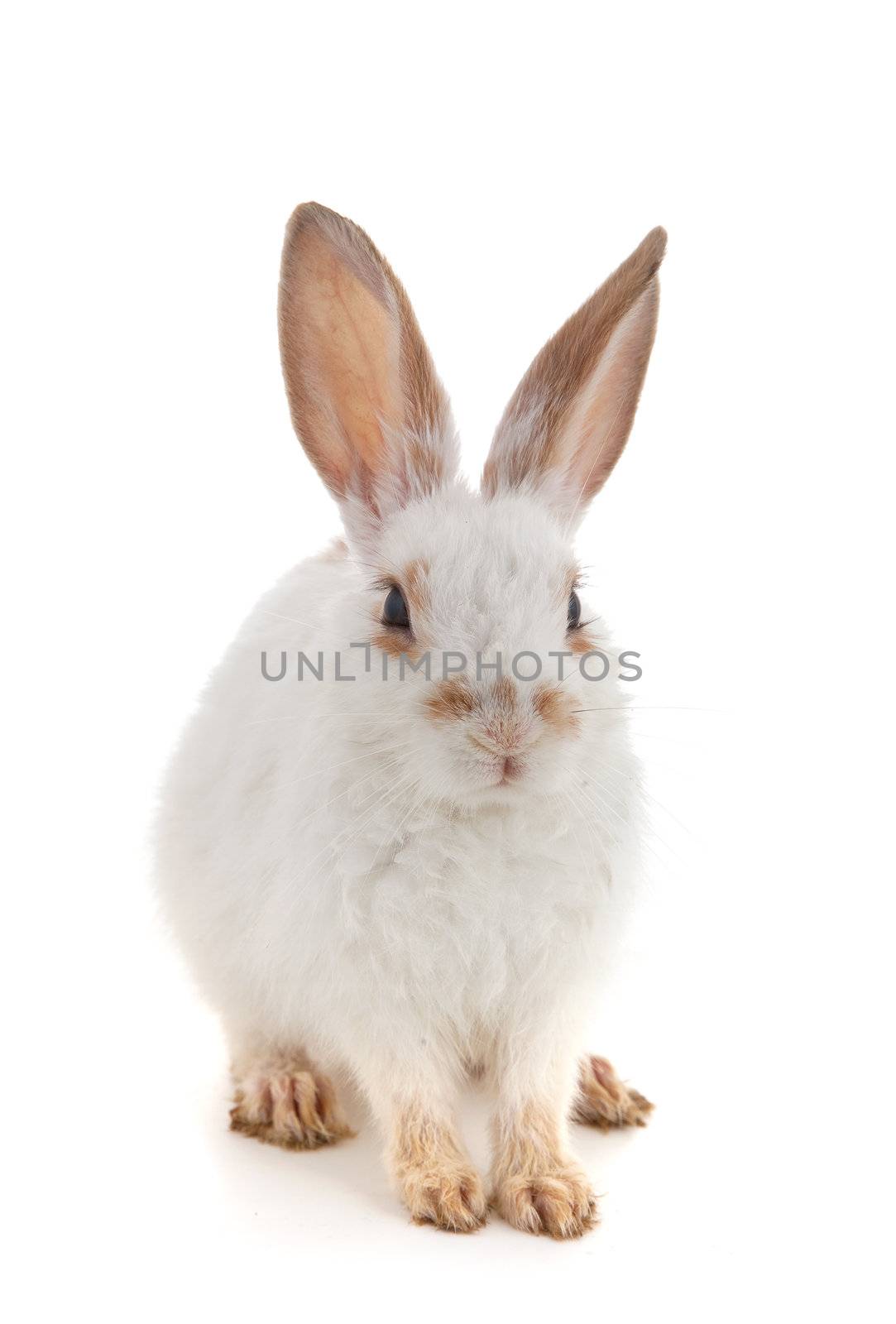 White small rabbit isolated over white background